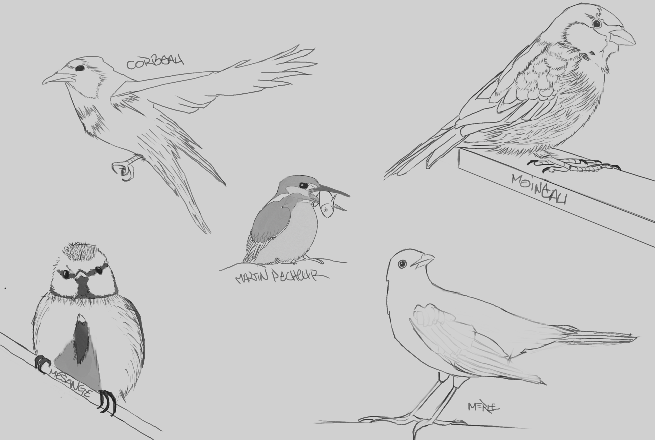 croquis oiseaux.png