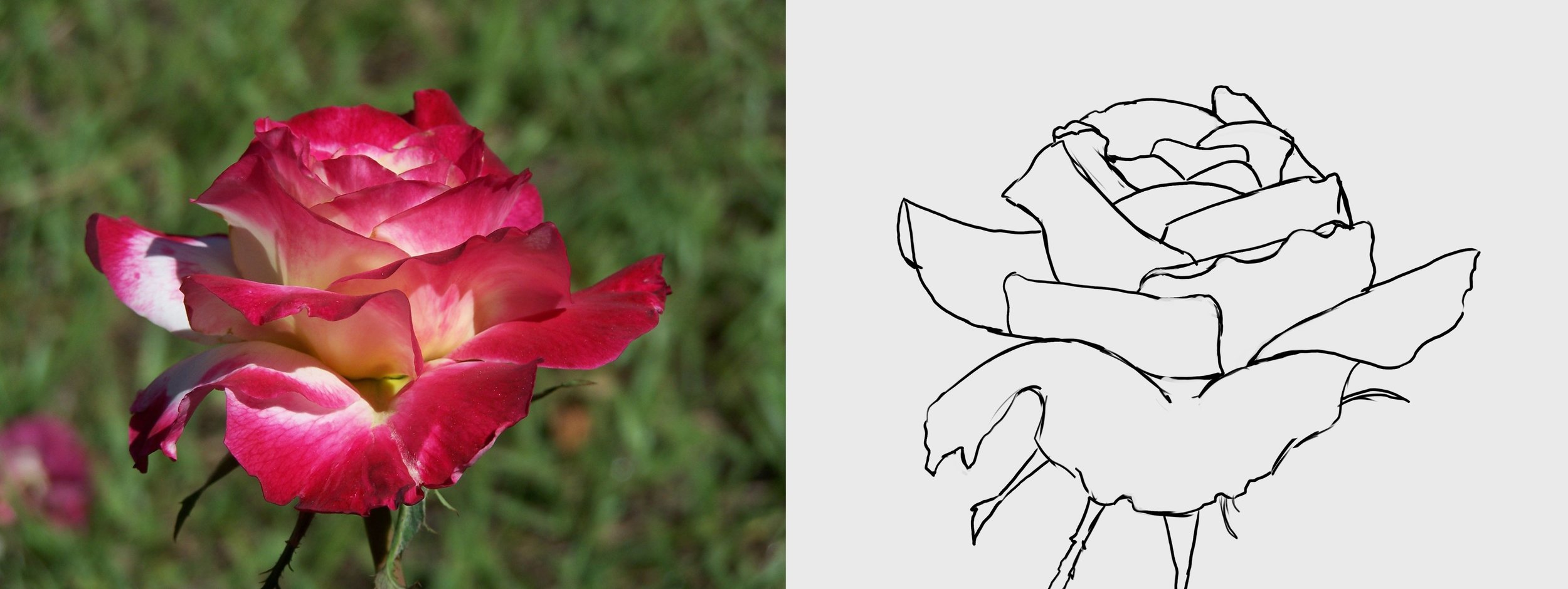 rose-petal-flower-macro 1-2.jpg