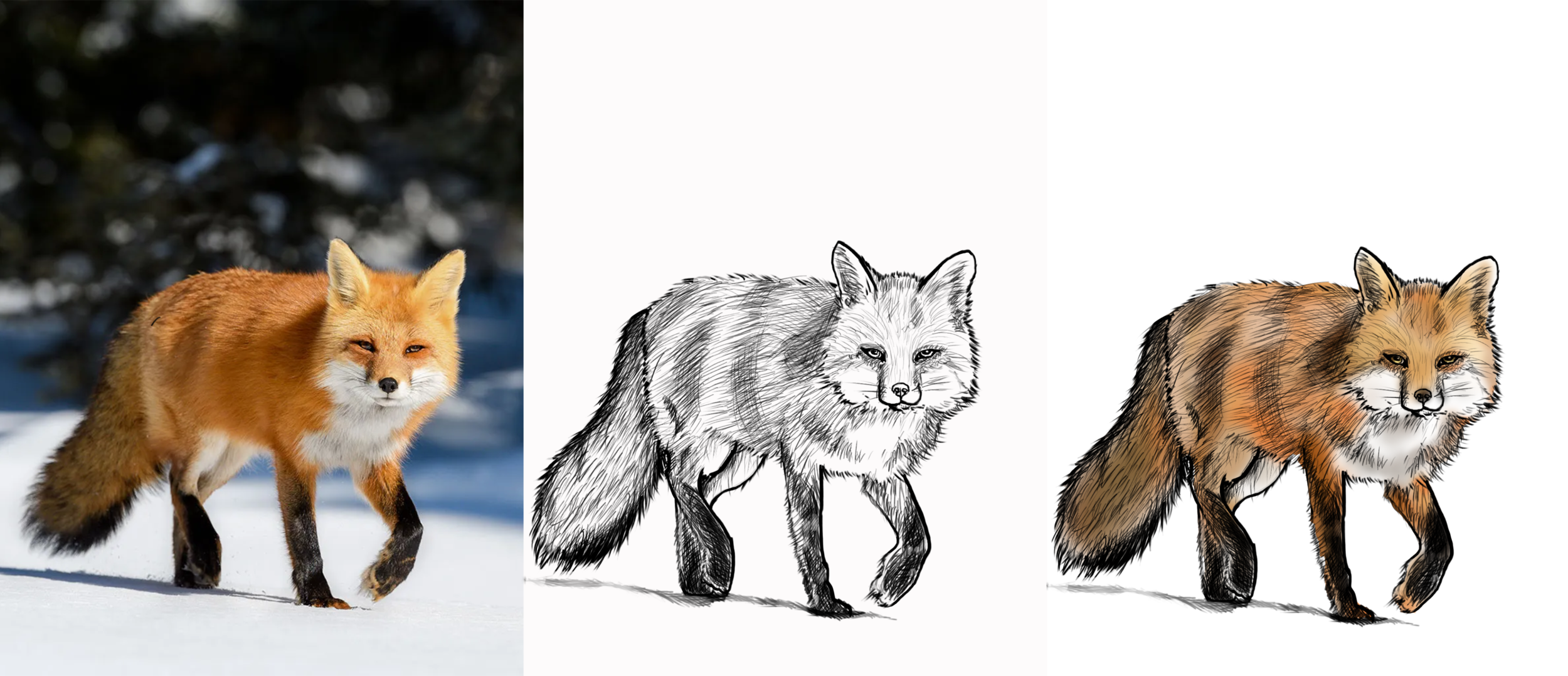 renard coul et nb.png