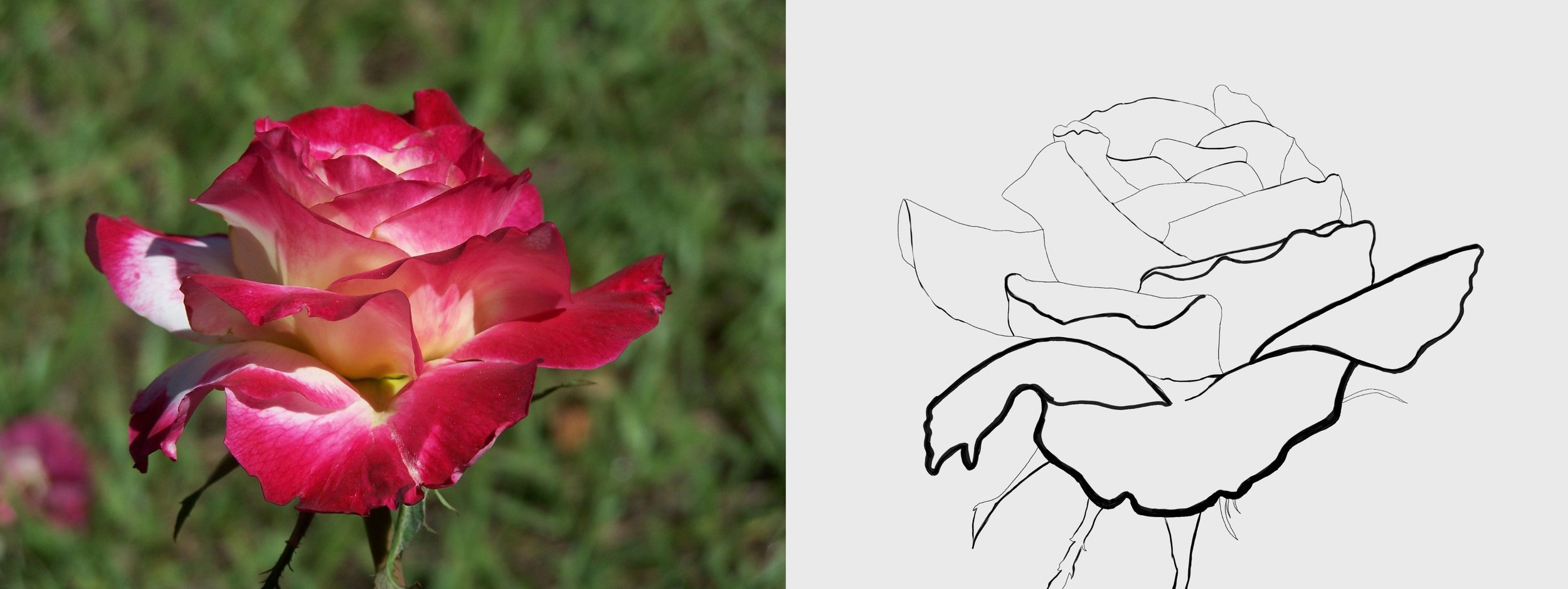 rose-petal-flower-macro 1-4.jpg