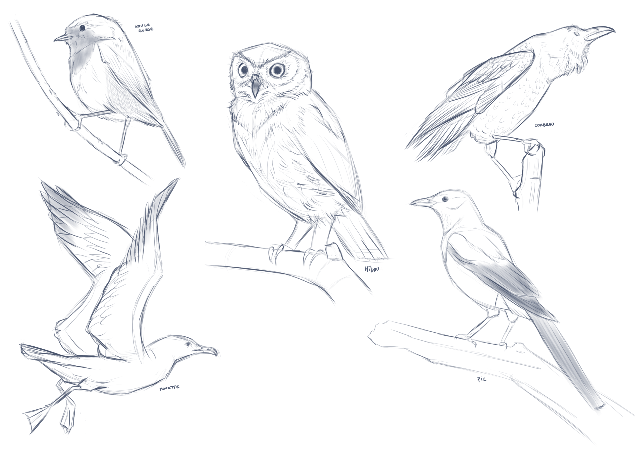 481480790_croquisoiseau1.thumb.png.08cb0f49a94842be9ab65f0db14318f8.png