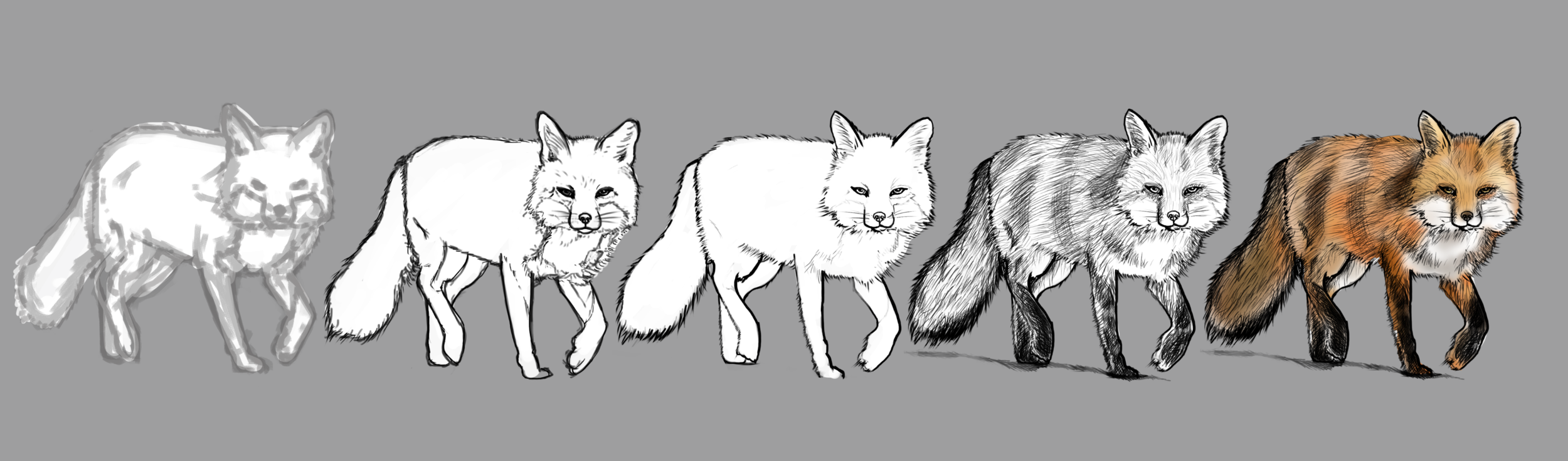 décllinaison renard.png