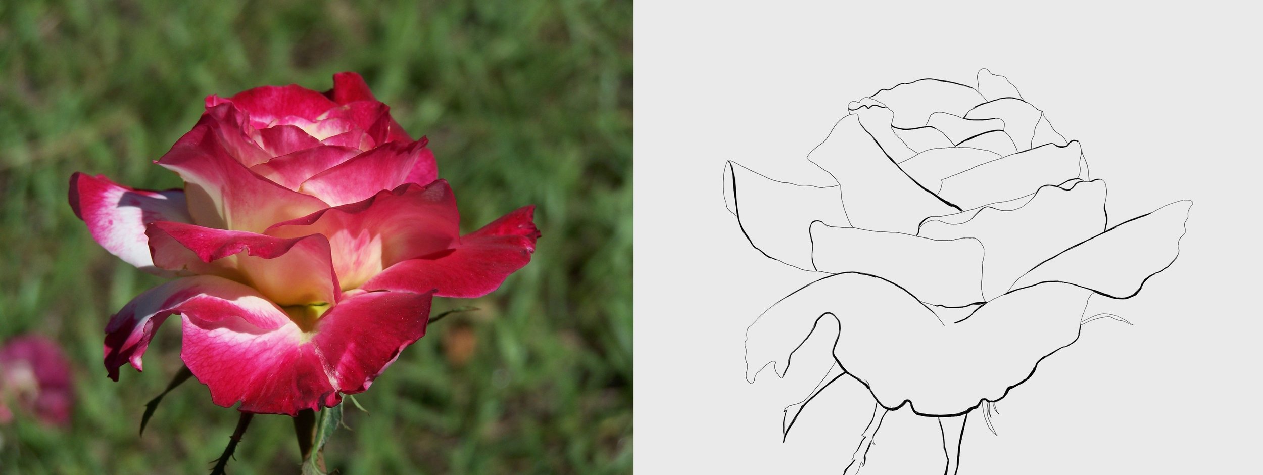 rose-petal-flower-macro 1-3.jpg