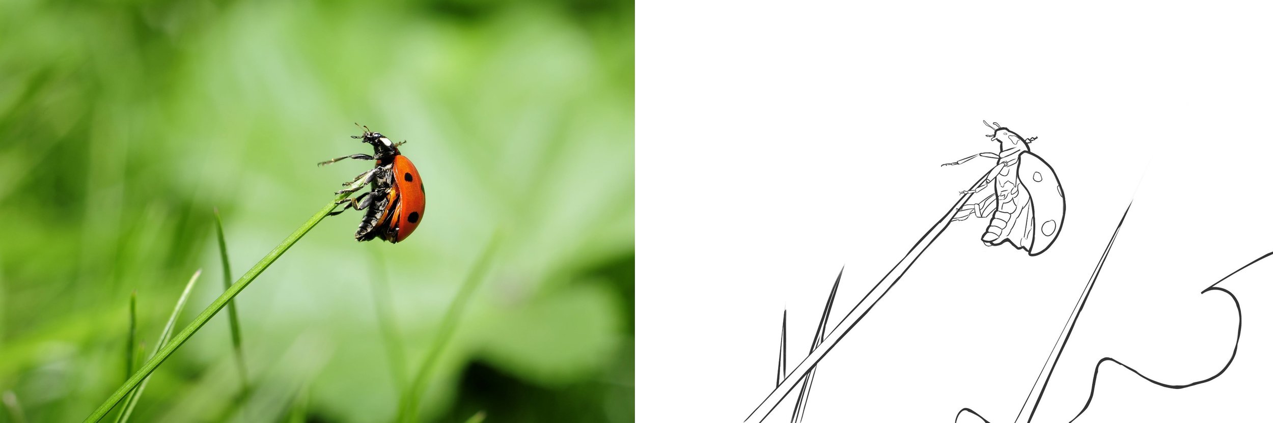 DPS-2-1-Exercice 1-Coccinelle- Maschu-min.jpg