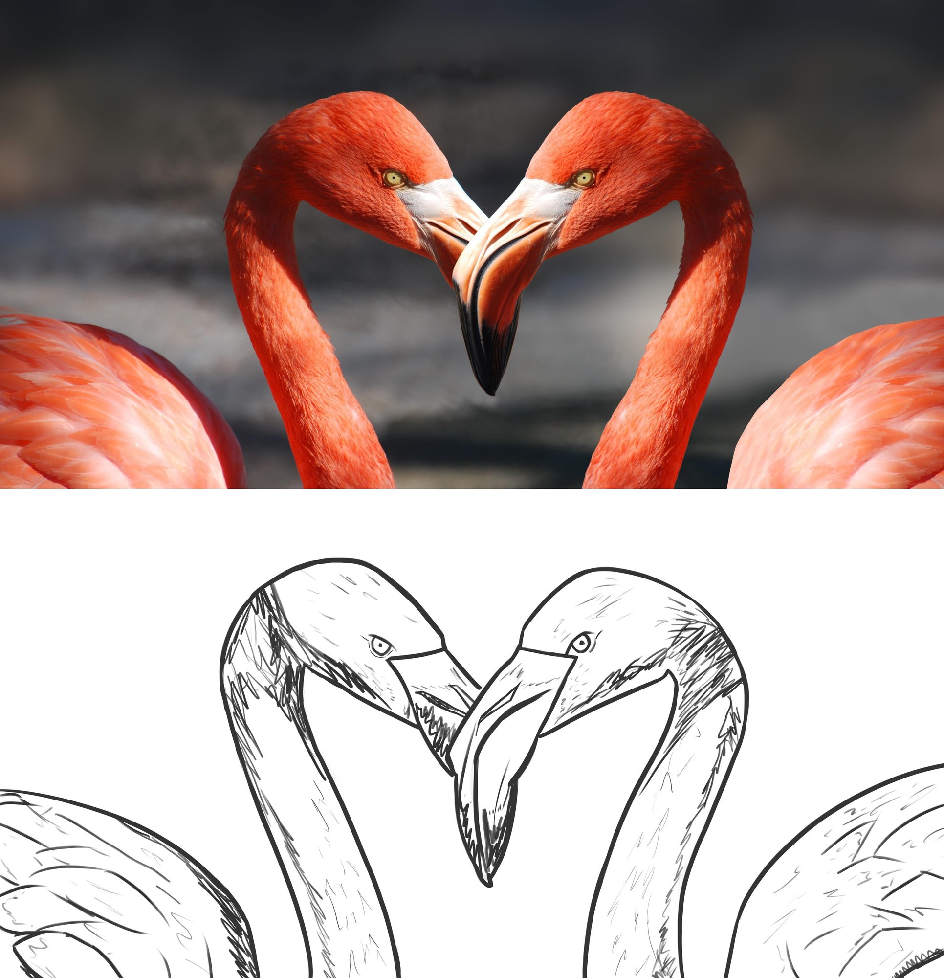 DPS-2-1-Exercice 1-Flamants- Maschu-min.jpg