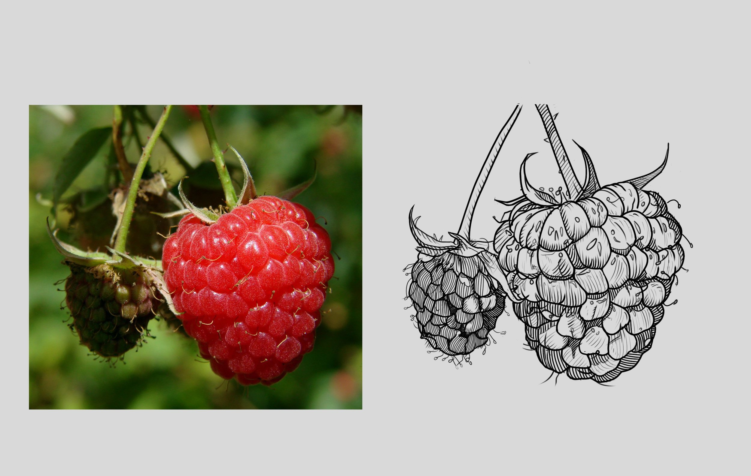 framboises.jpg