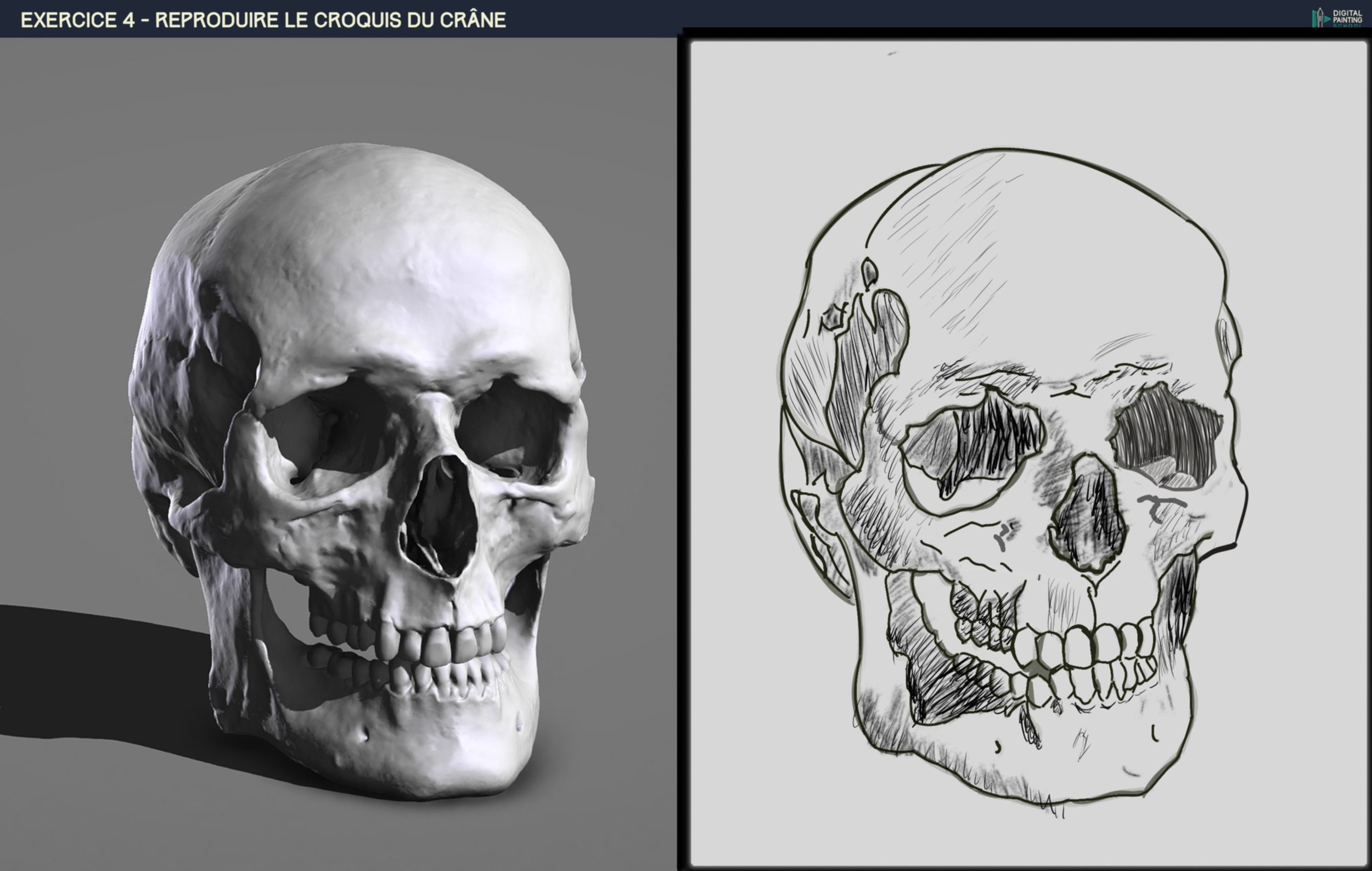 CORRECTION DPS-Prog-1-2-2-démo-crane-croquis KRITA.jpg