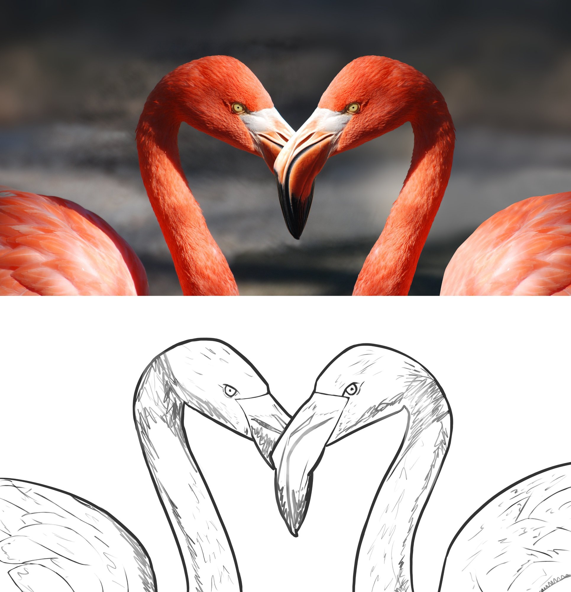 DPS-2-1-Exercice 1-Flamants-correction.jpg