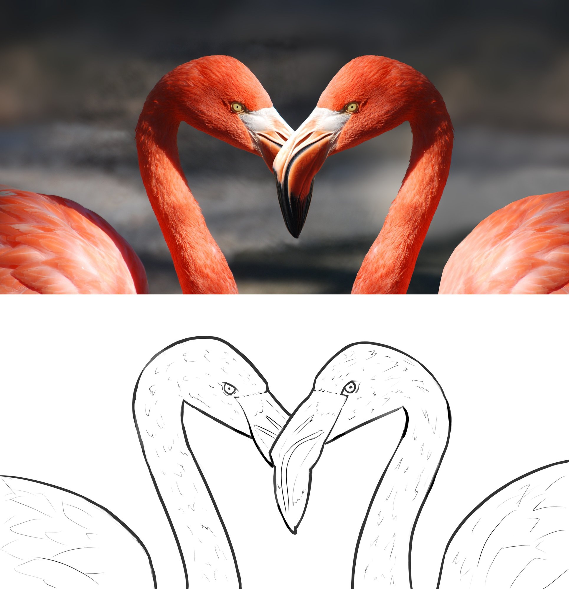 DPS-2-1-Exercice 1-Flamants-correction2.jpg