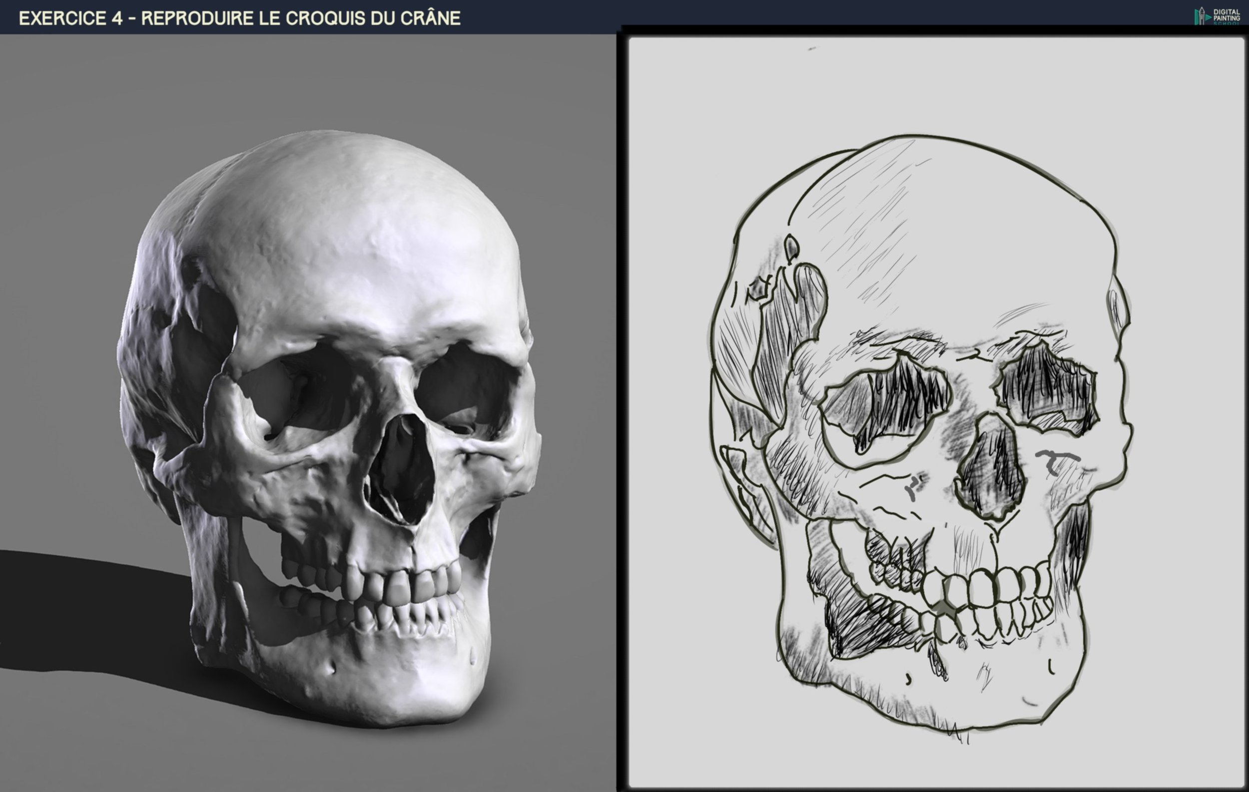 DPS-Prog-1-2-2-démo-crane-croquis KRITA.jpg