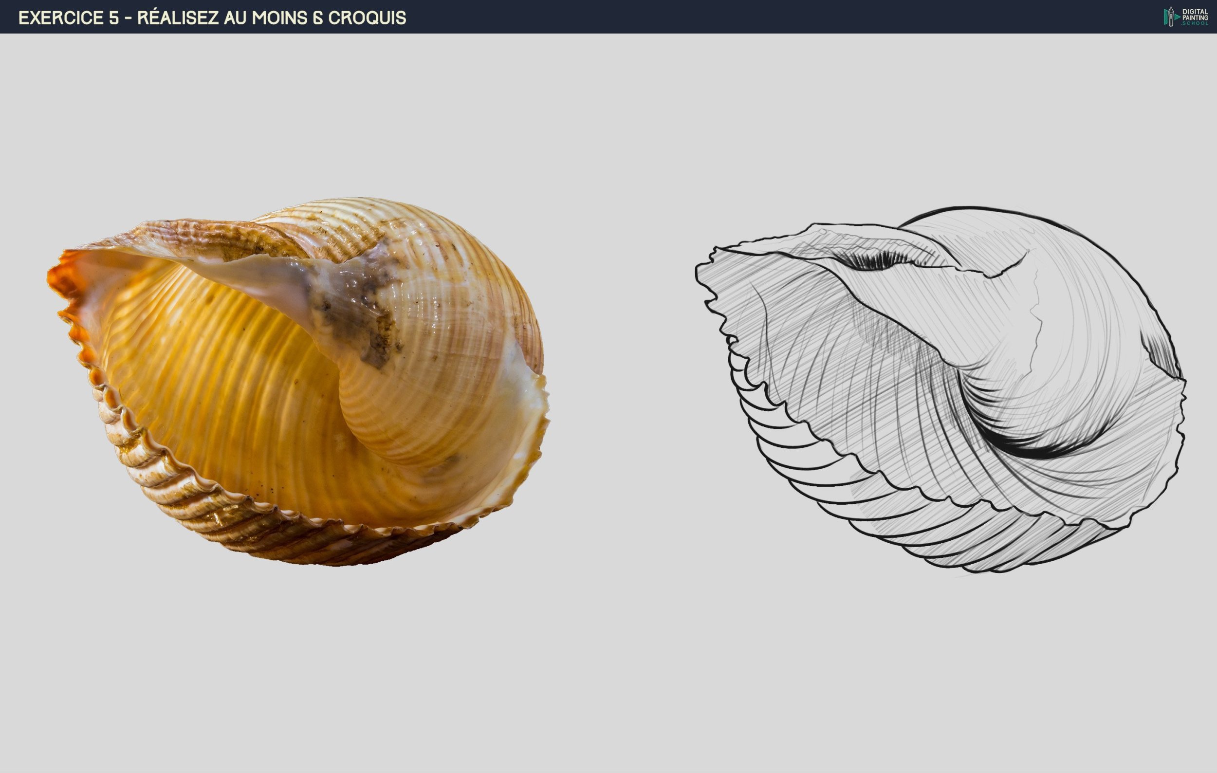 CoquillageFinal.jpg