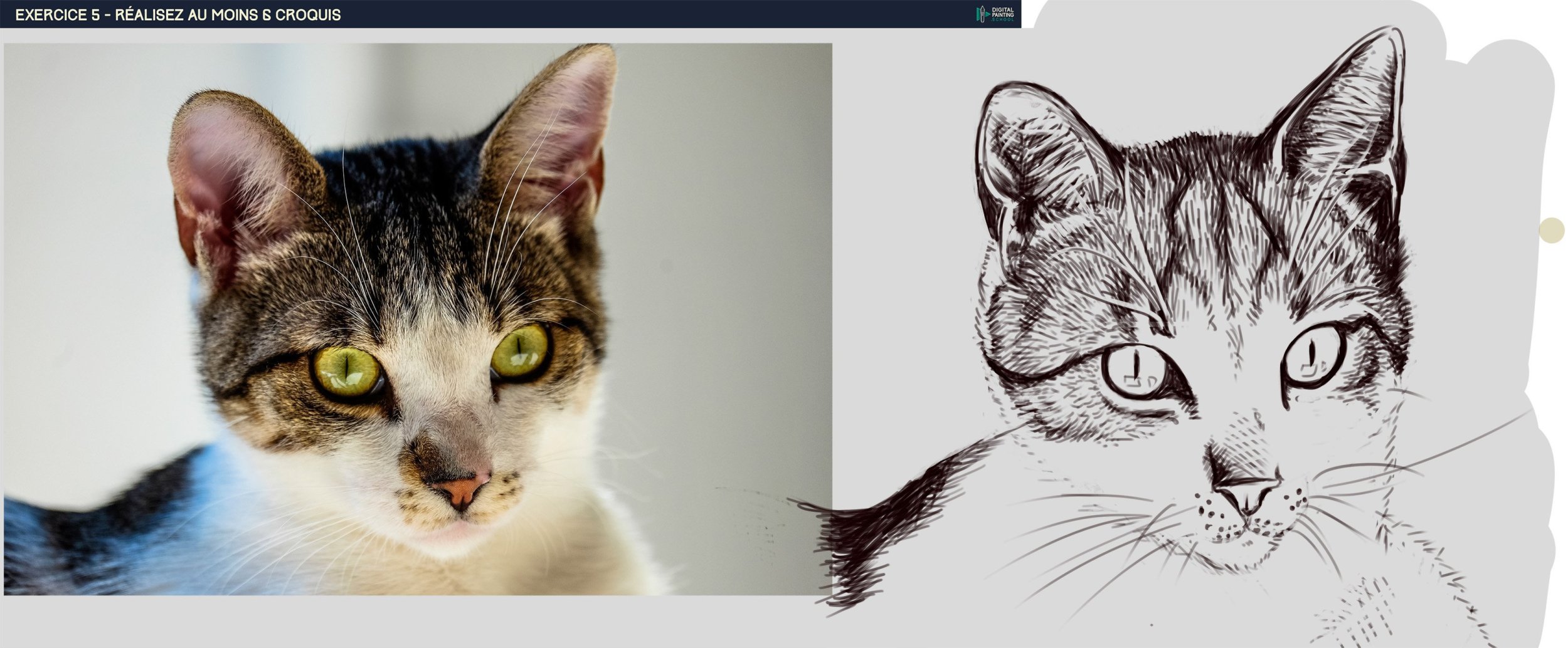 DPS-Prog-1-2-exercice5 chat2.jpg