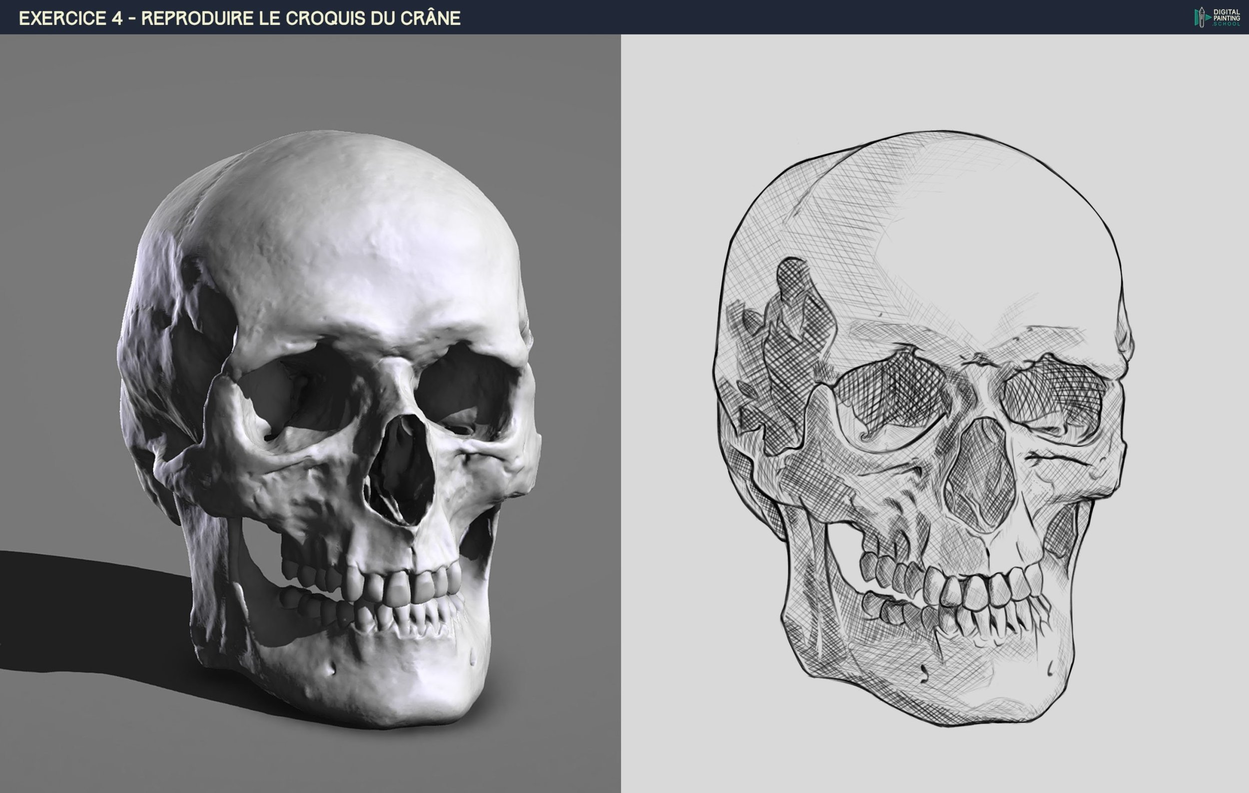 Exo 4 -démo-crane-croquis .jpg
