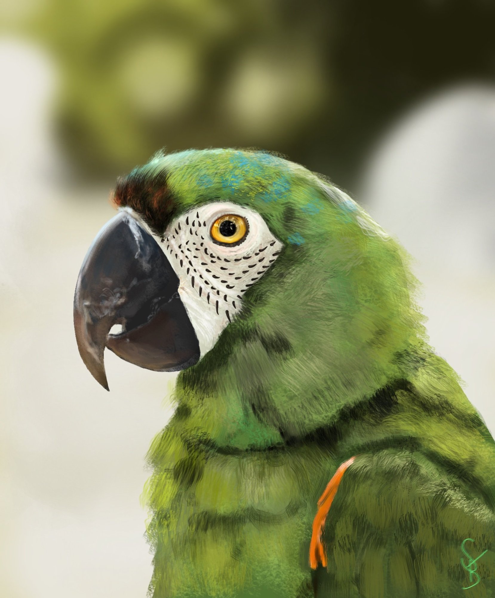 Parrot_study_13.thumb.jpg.ecf215f2b083575dc108e6a8bd695cb0.jpg
