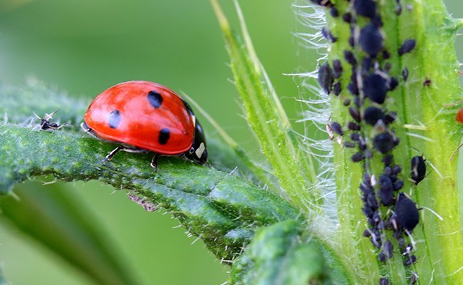 coccinelle-154036.jpg.c7bc8794dc2b9ff05ce6e6a6ae2eeabc.jpg