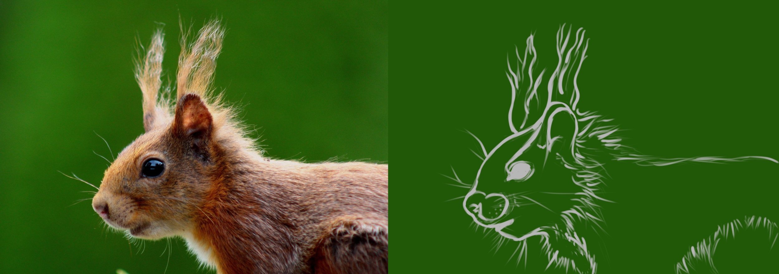 squirrel-nager-brown-nature-47337 2.jpg