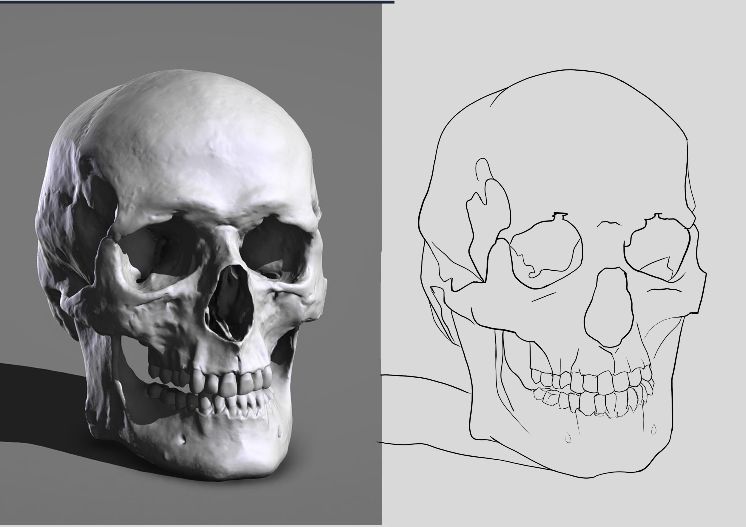 Croquis crâne .jpg