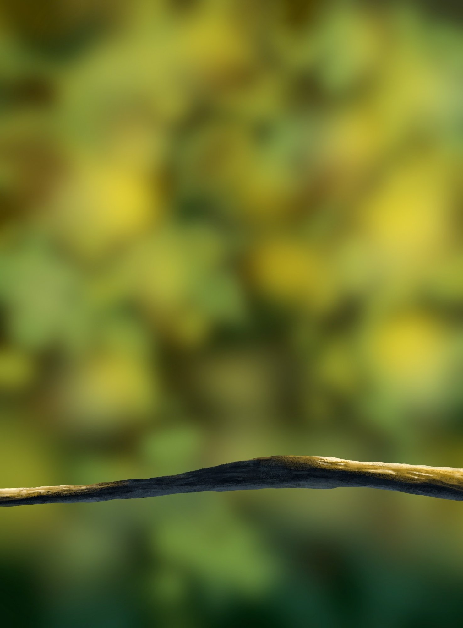 oisillon branche2.jpg