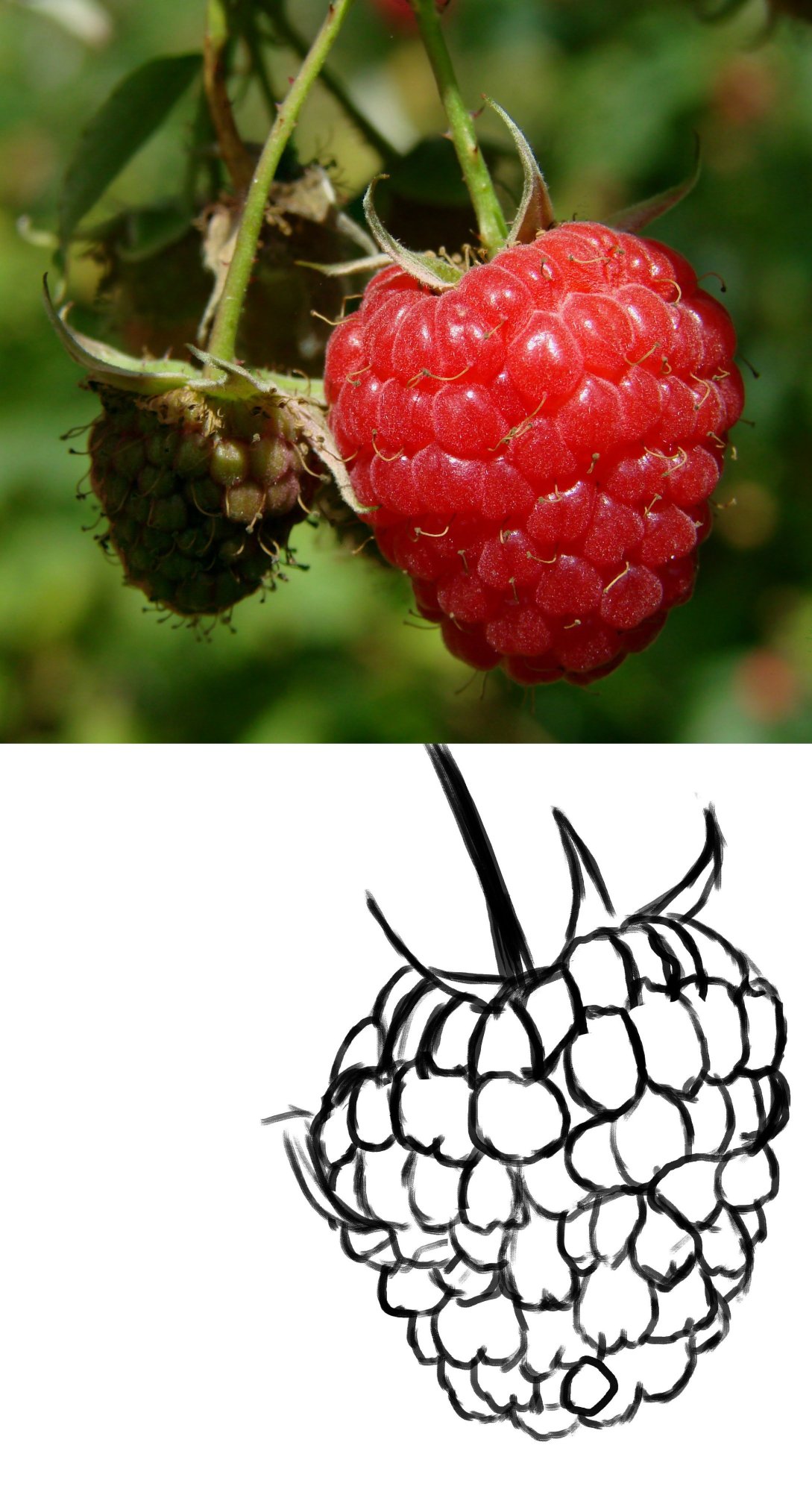 raspberry-berry-fruit-red-40754.thumb.jpg.0bdbf89bbb984e68609e126df067f559.jpg