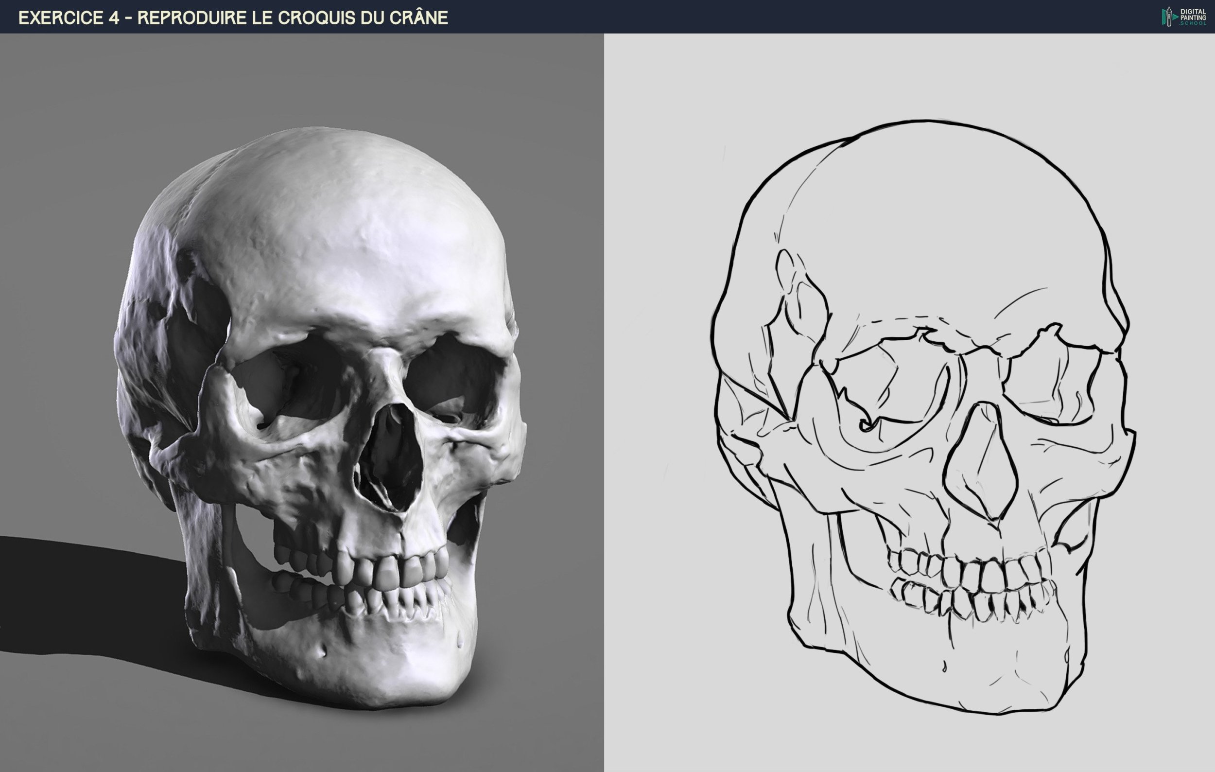 croquis crane Aline v2.jpg