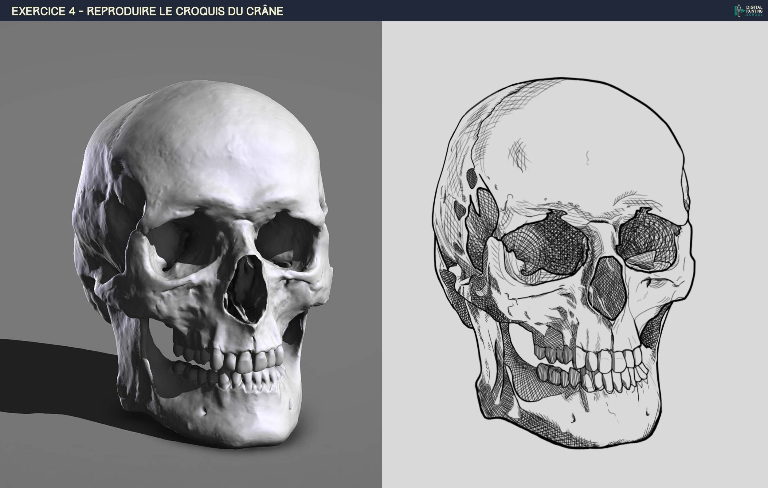 DPS-Prog-1-2-2-démo-crane-croquis Voretiic .jpg