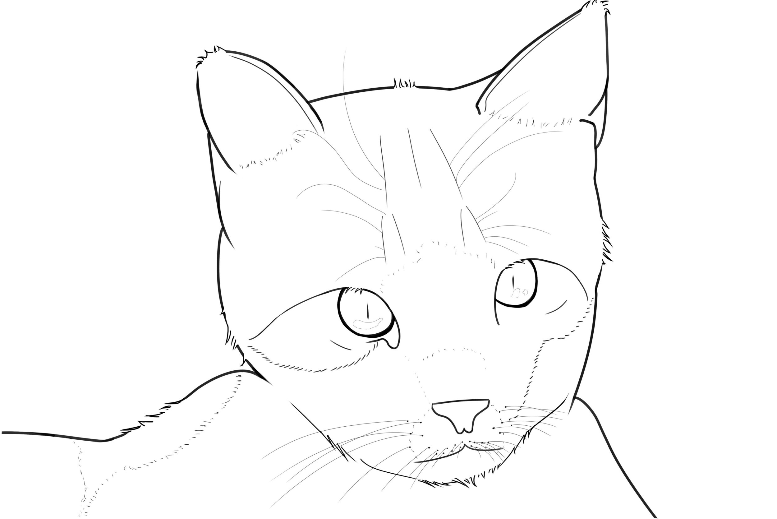 Exercice 5 chat correction.jpg