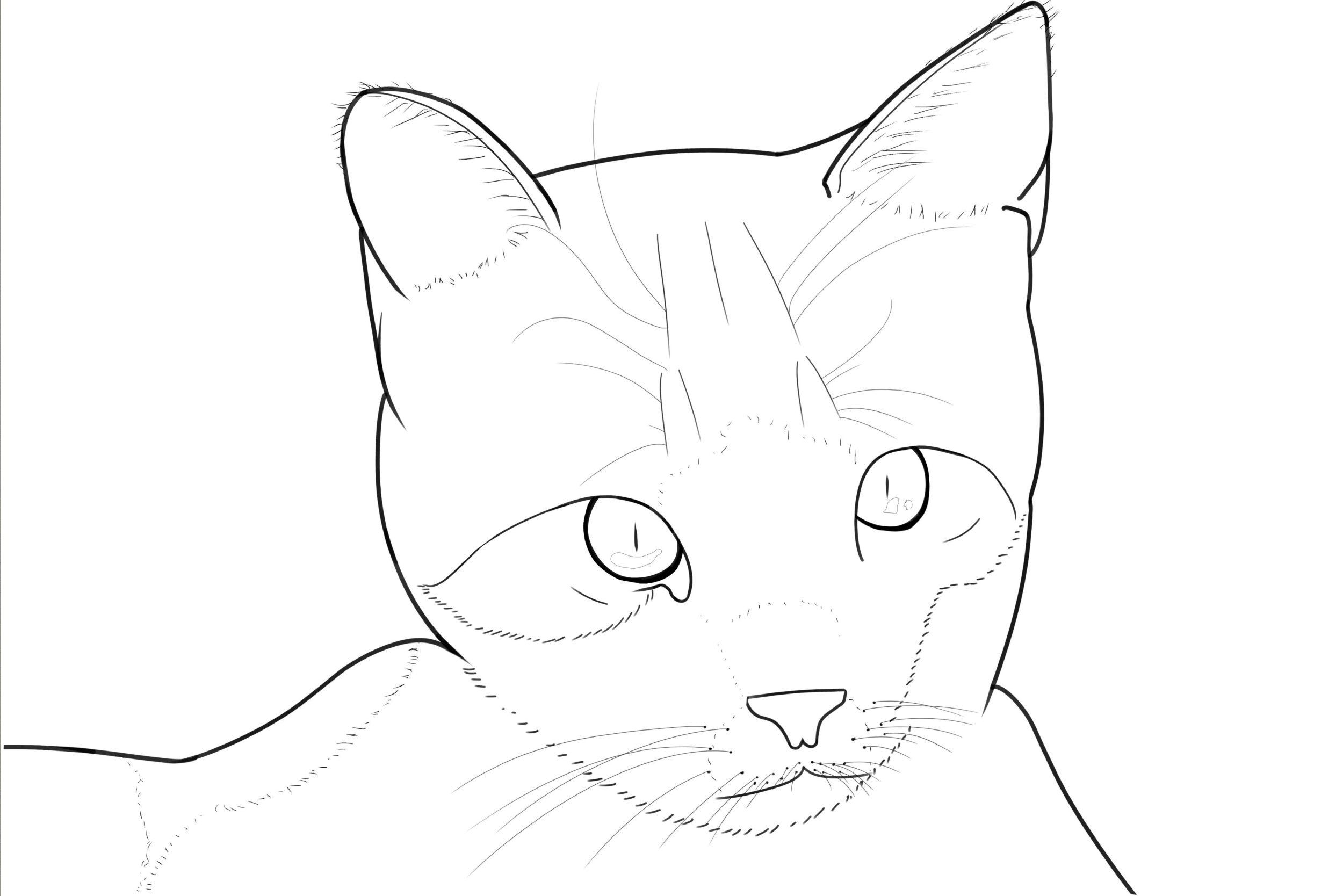 Exercice 5 chat correction.jpg