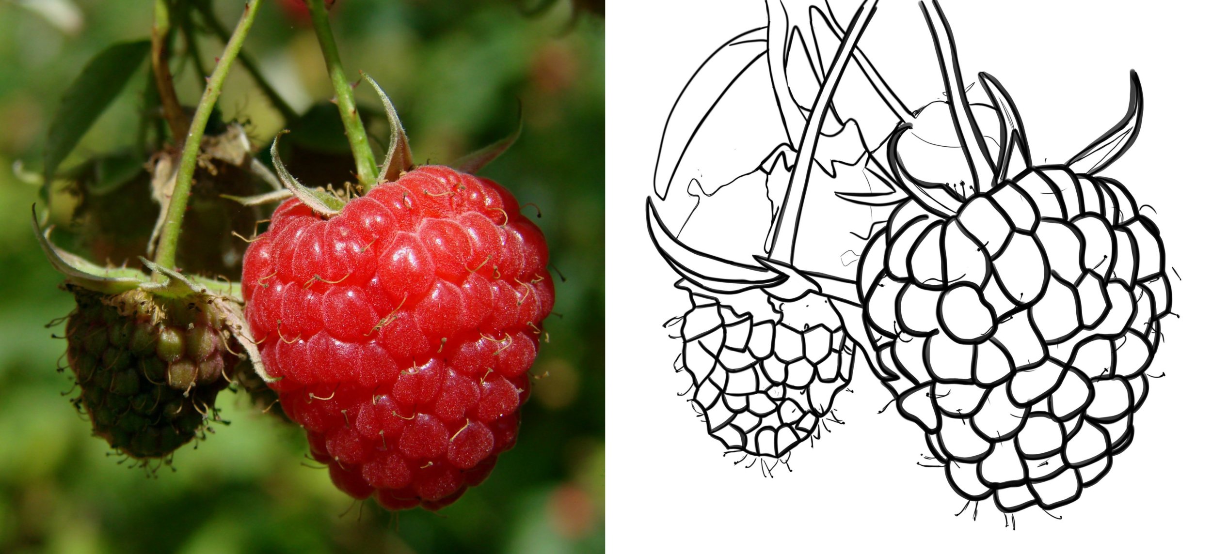 Chapitre 5 - Framboises.jpg