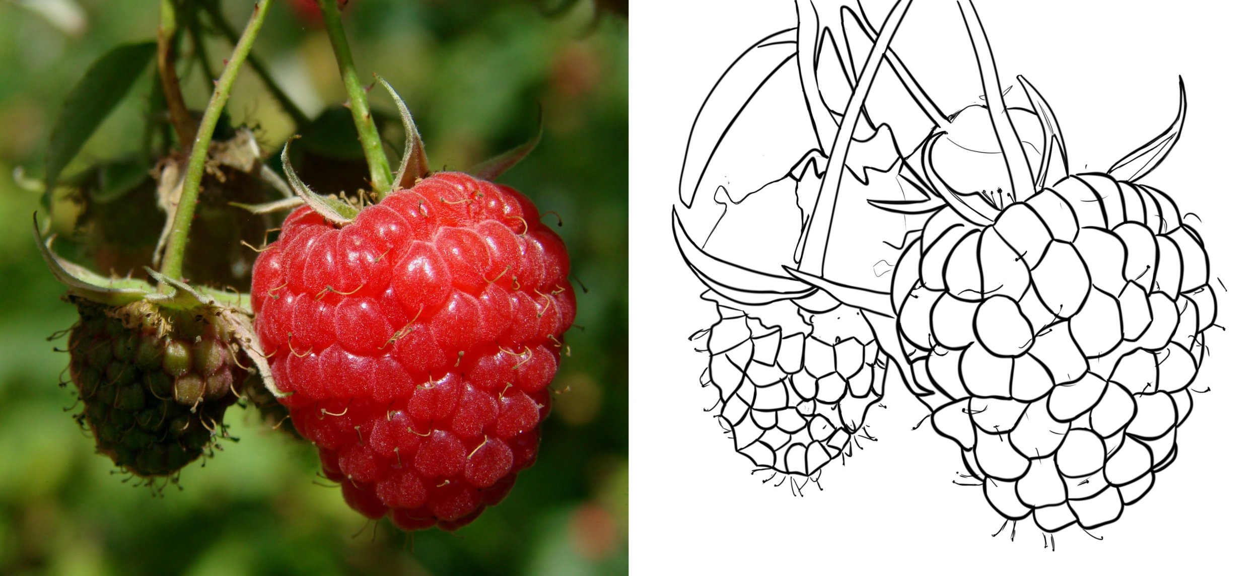 Chapitre 5 - Framboises.jpg