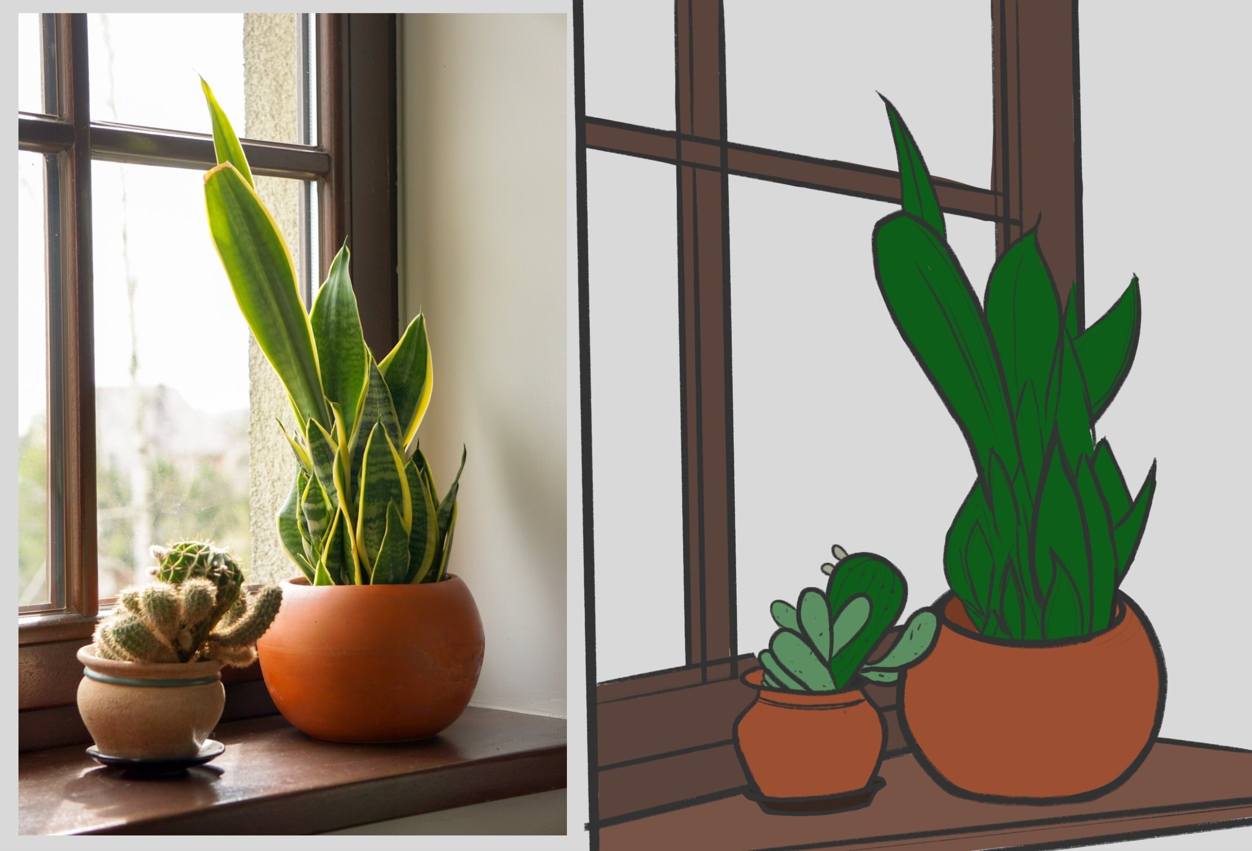 croquis_plante.jpg