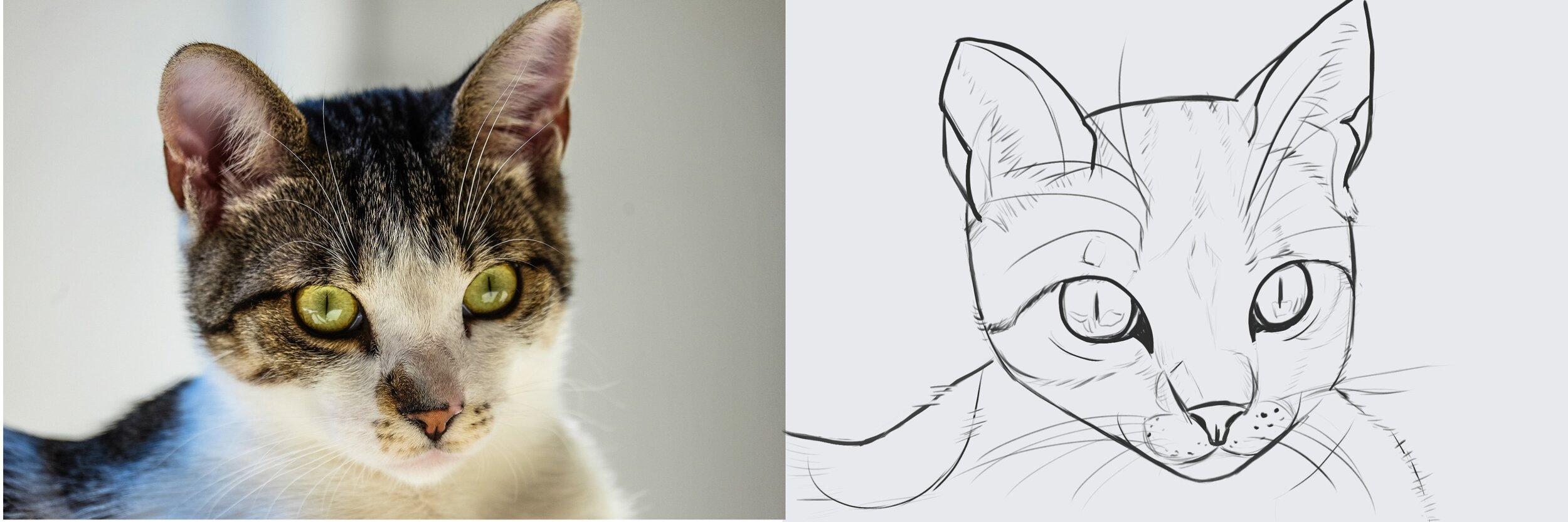 croquis chat 2.jpg