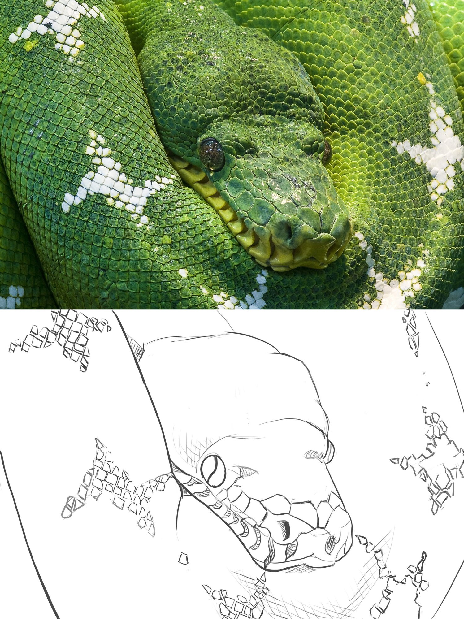 etude croquis serpent 3.jpg