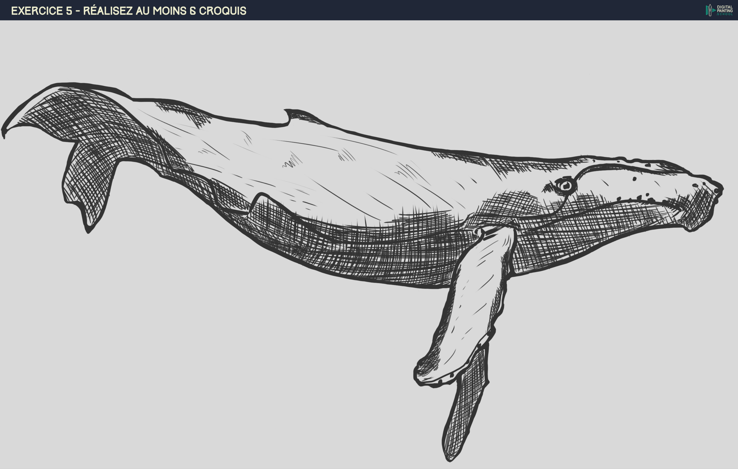 Croquis baleine.png