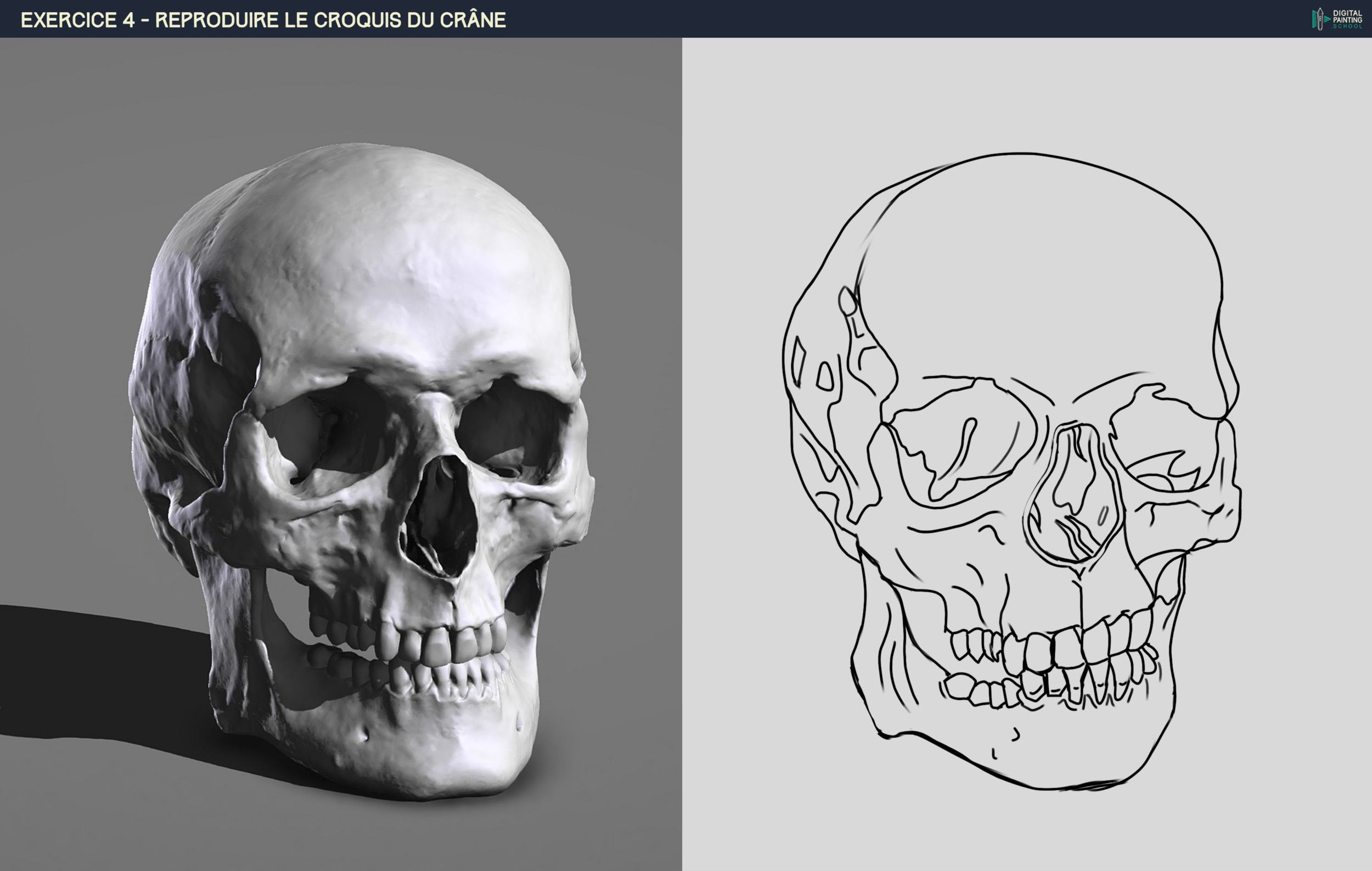 Exercice 4 - Crâne croquis - 2.png
