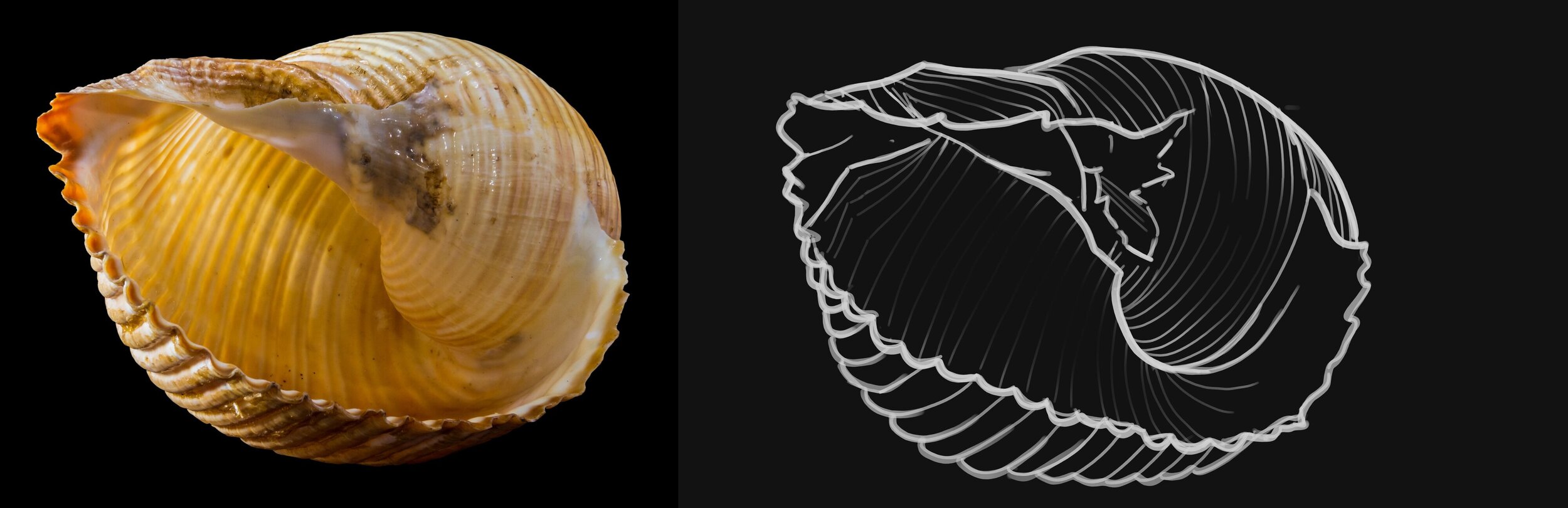 exercice 5. shell-snail.jpg