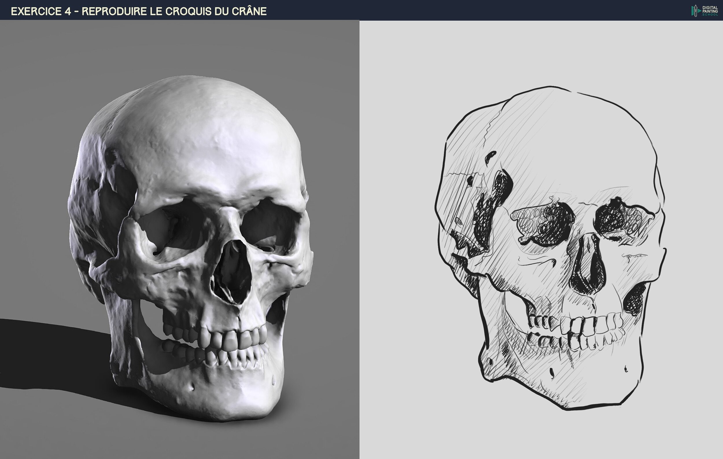 le crane hachures 2.jpg