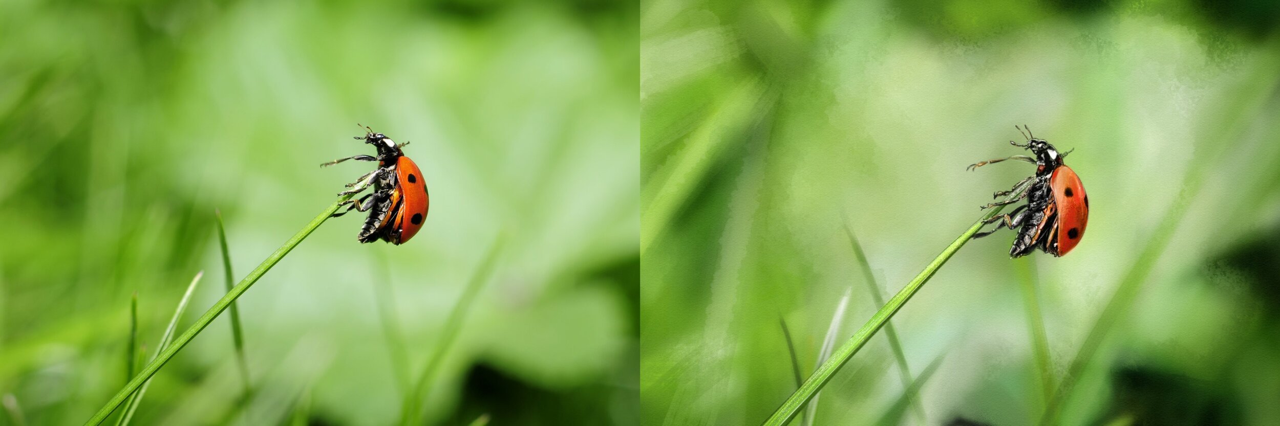 03-ladybug.thumb.jpg.798710b2e81eb73e10d68b5ccc732eb9.jpg