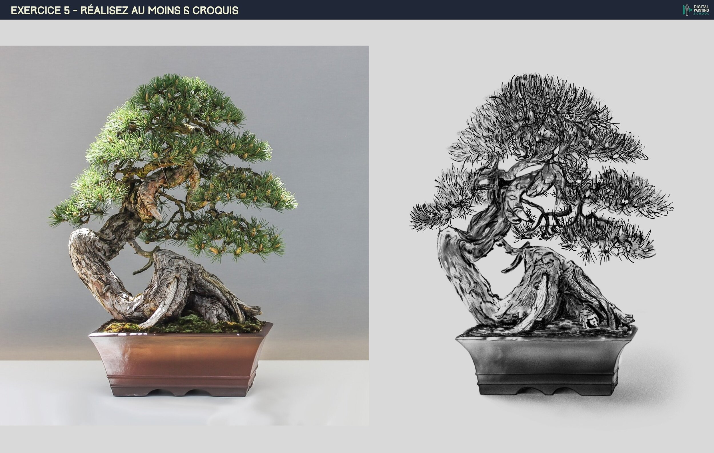 Bonsai.jpg