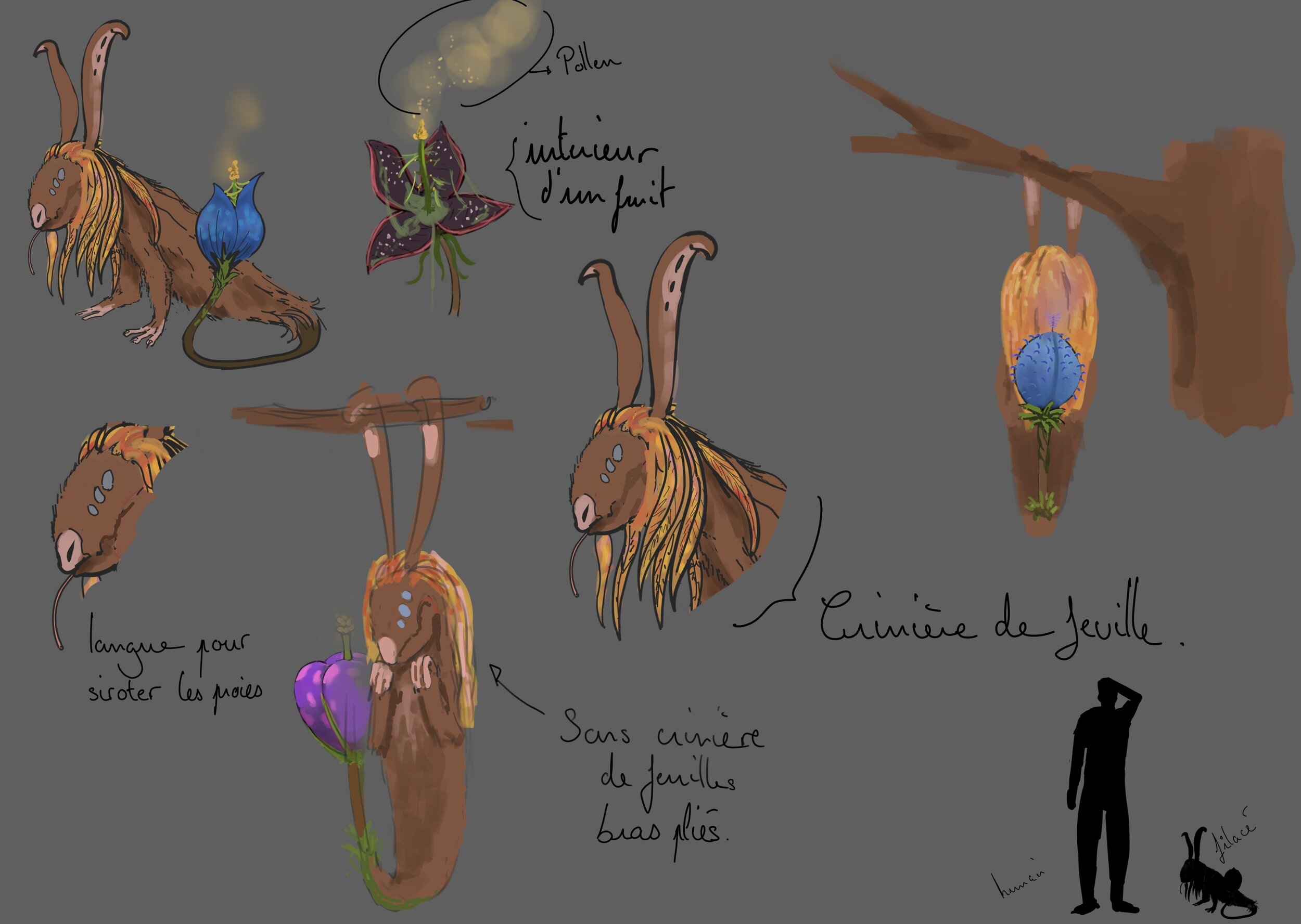 filacé premiere idéee.jpg