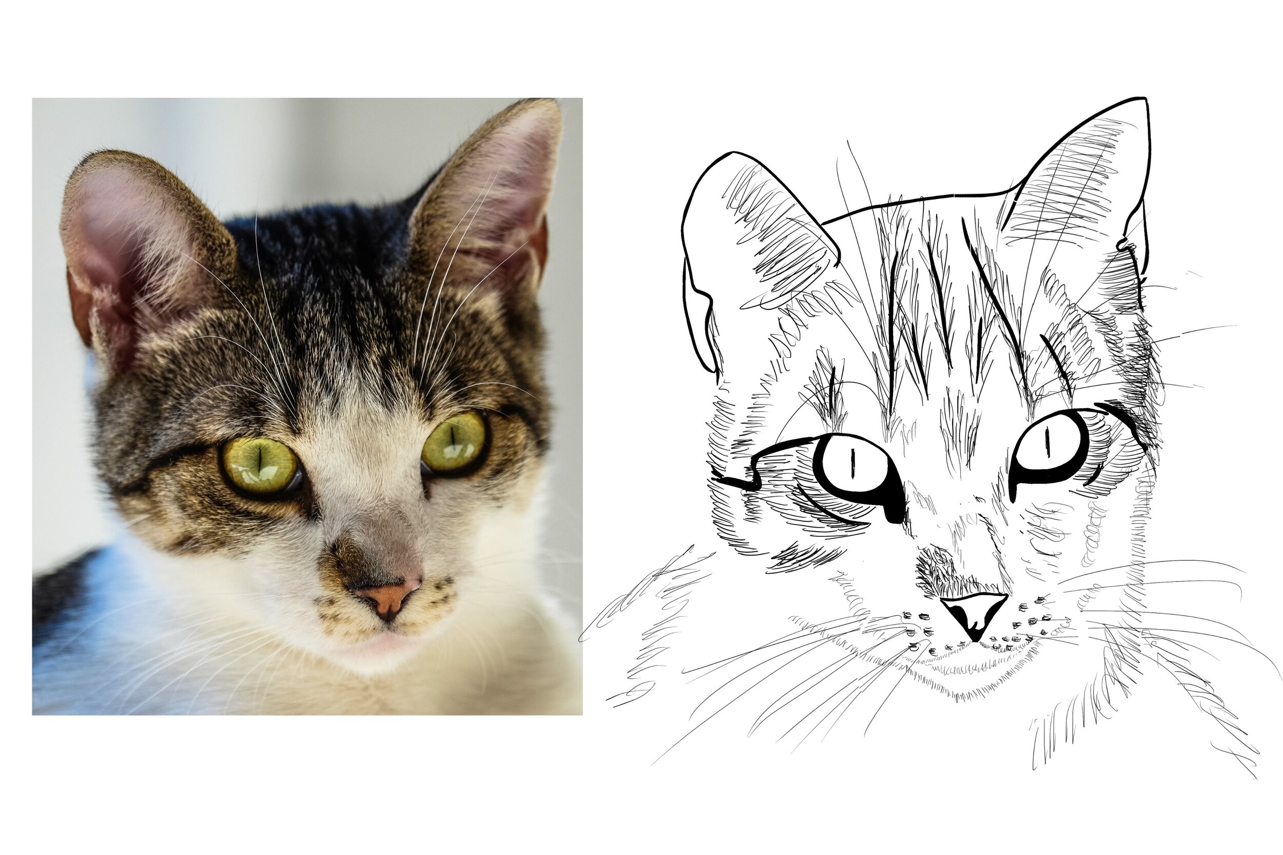 Chap 2 Exo 5 Chat 2.jpg