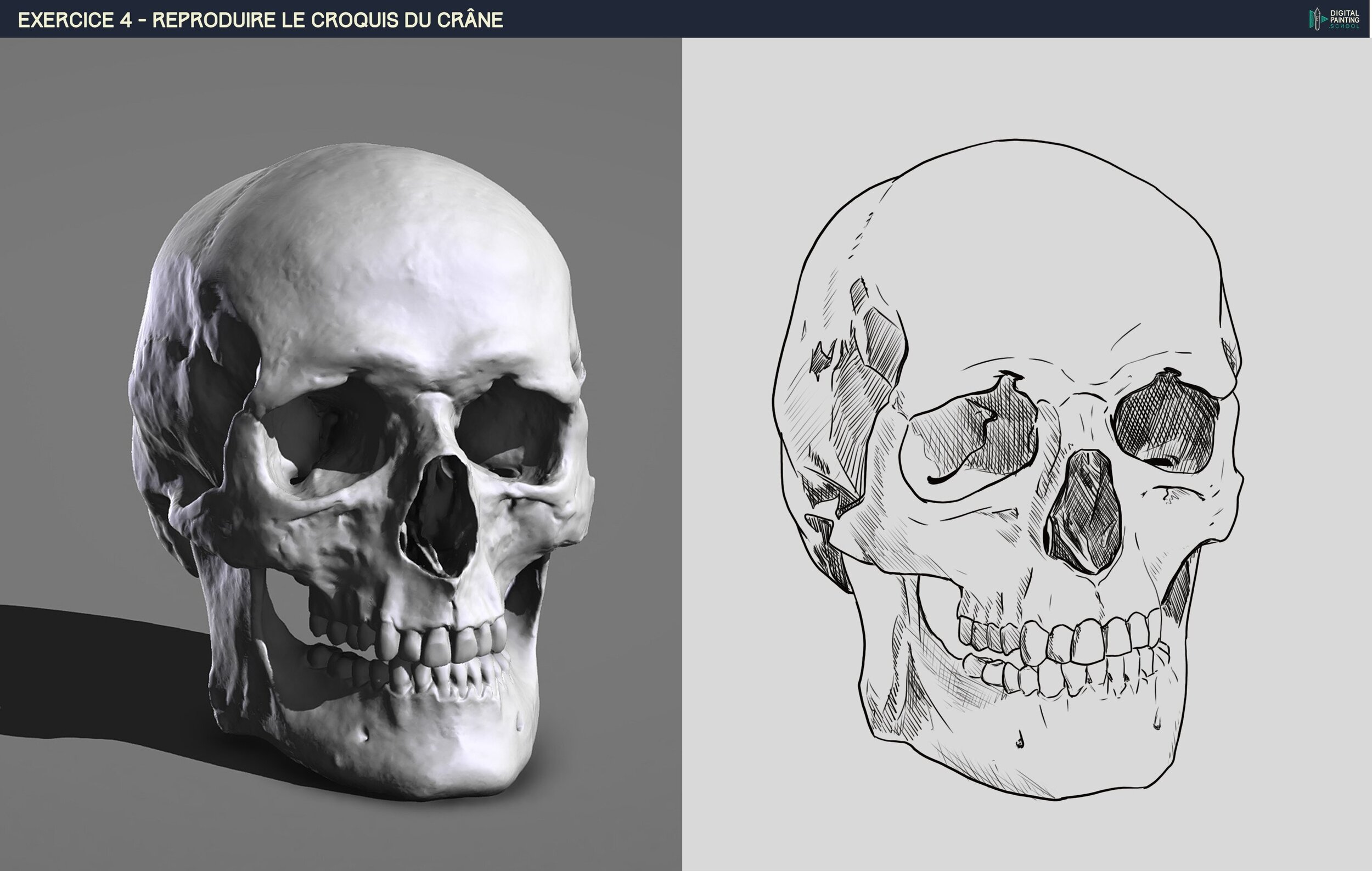 DPS-Prog-1-2-2-démo-crane-croquis-hachure copie.jpg