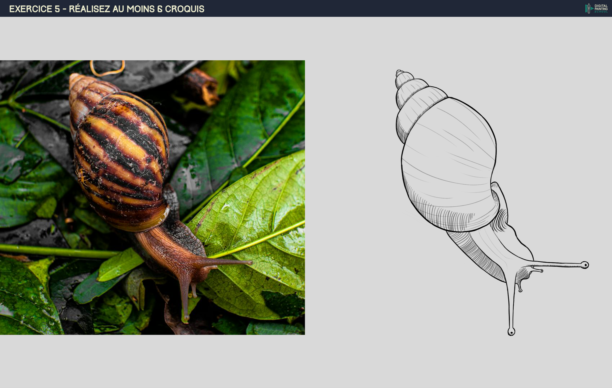 croquis escargot.png