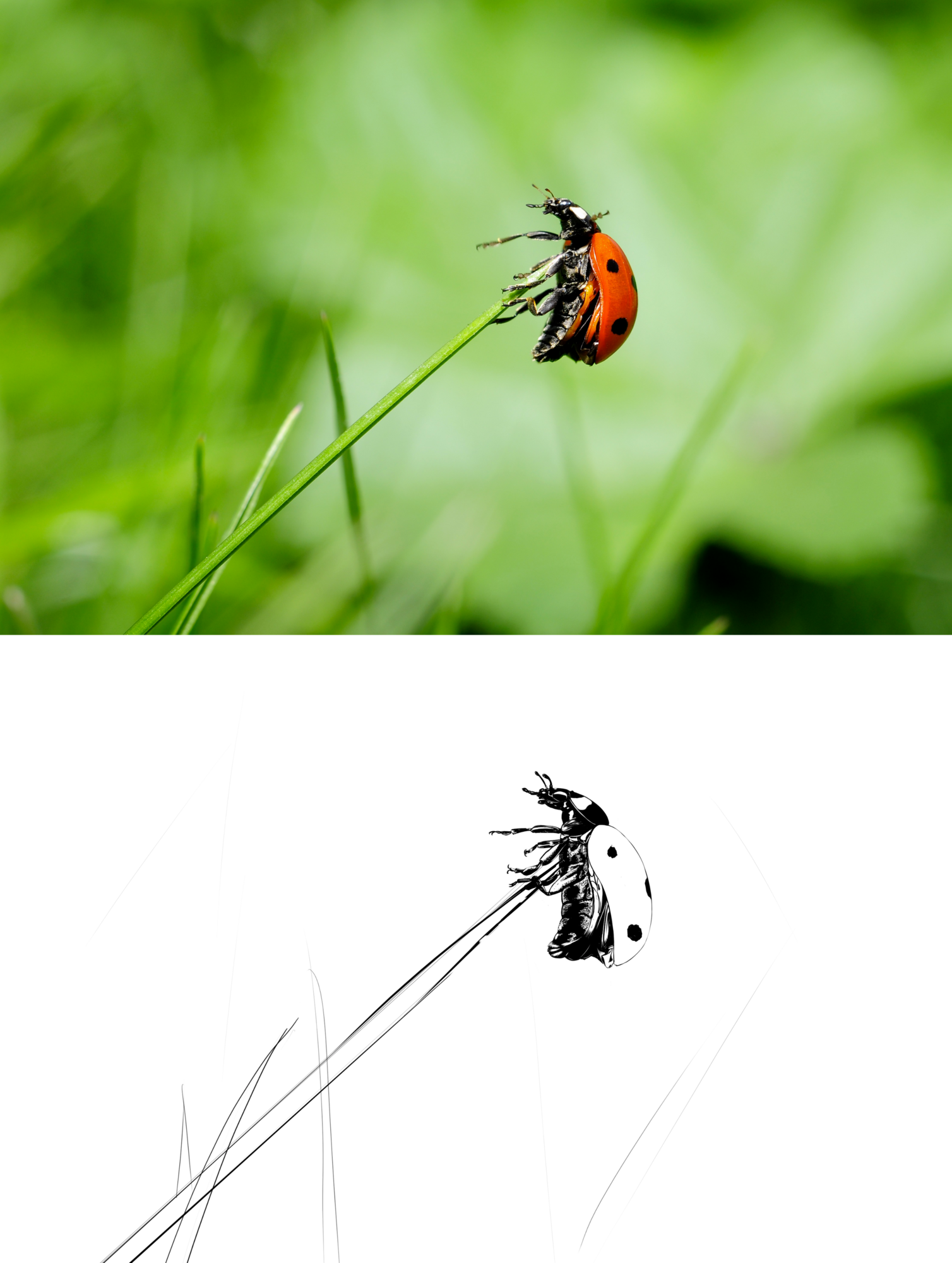 ladybug-insect-nature-meadow.png