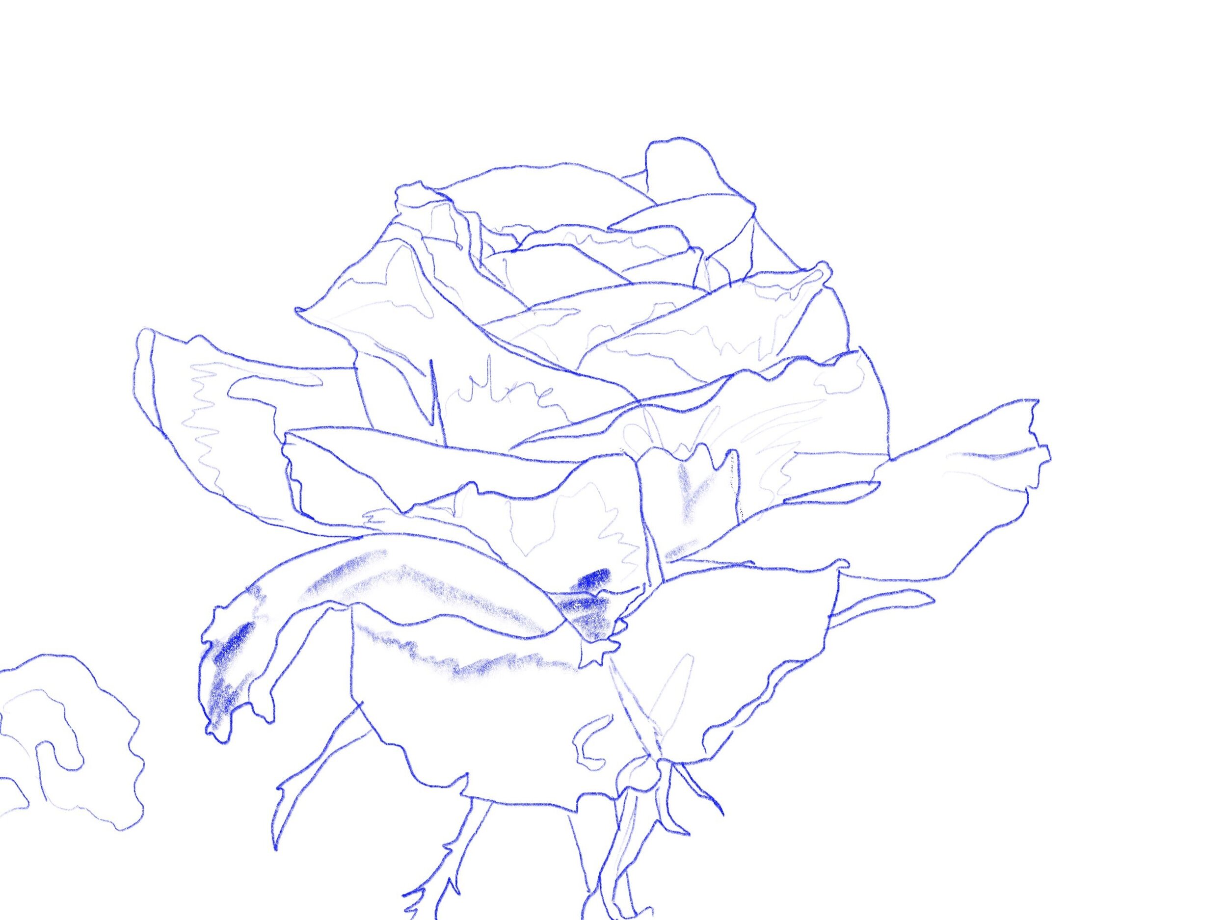 rose-petal-flower-macro-64252 2.jpg