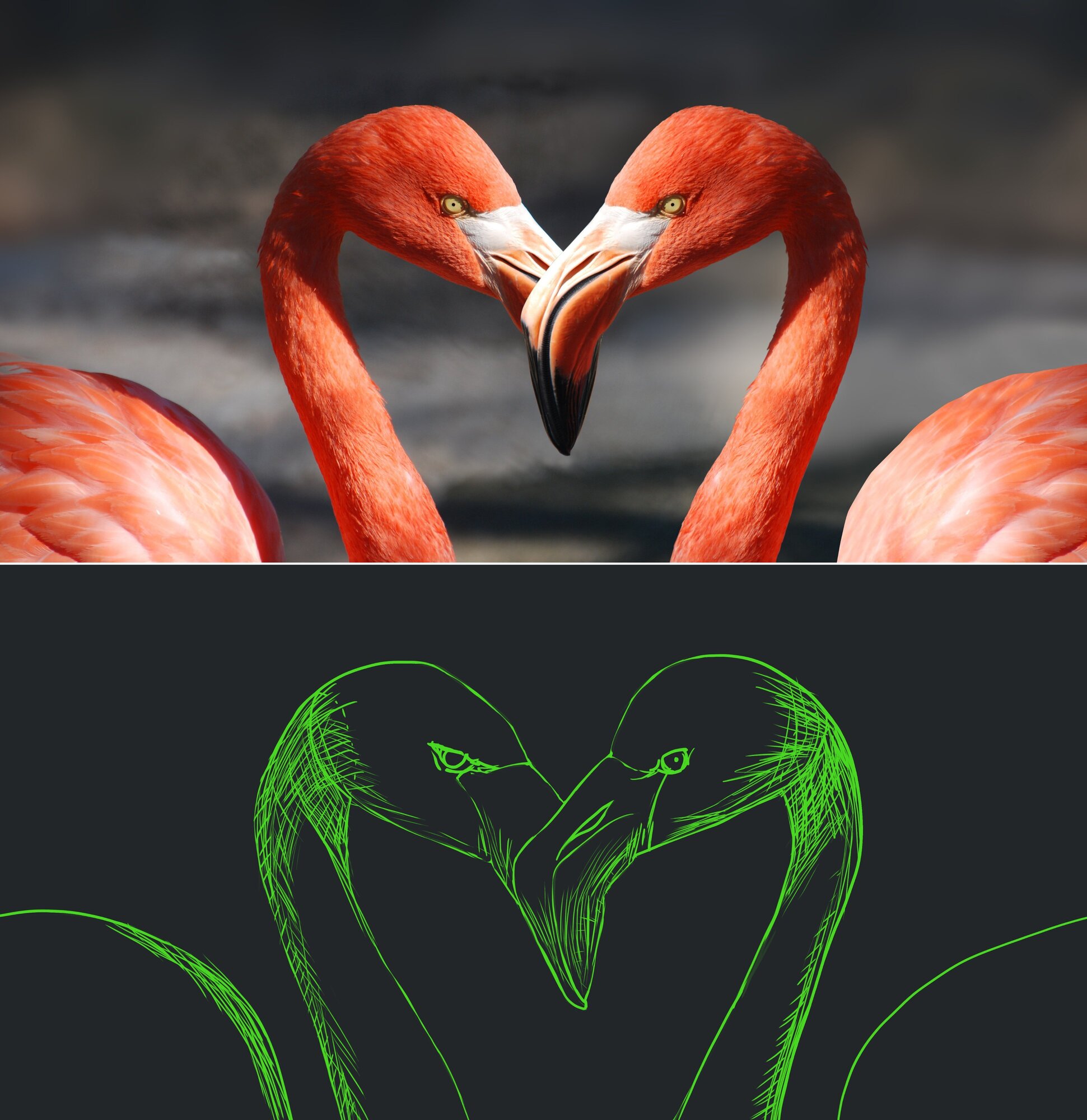 croquis 6 flamingo.jpg