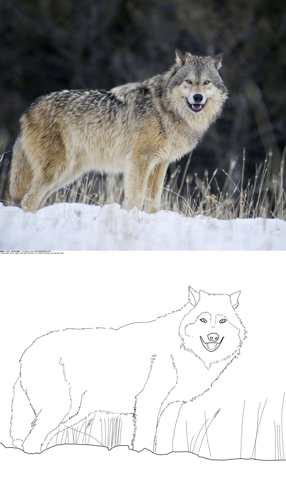 exo5 wolf.jpg