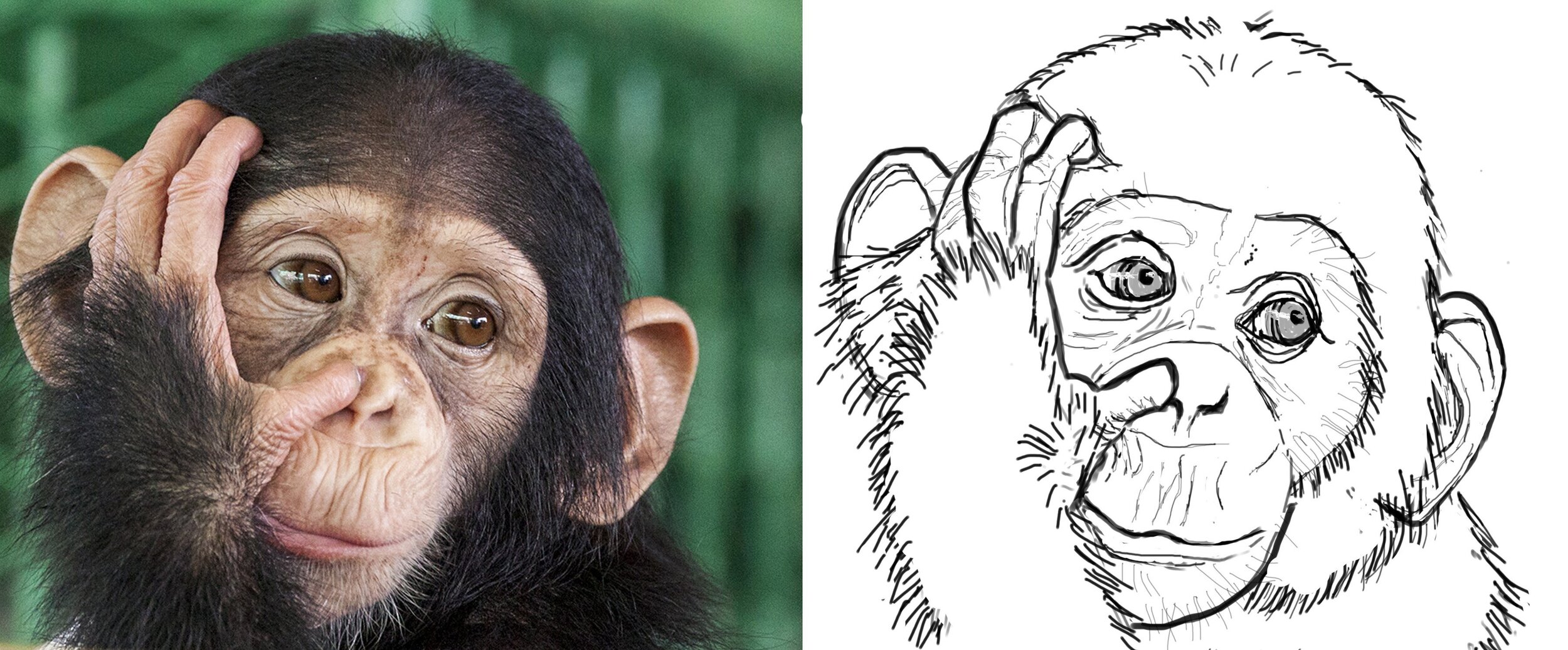 Chimpanzé.jpg