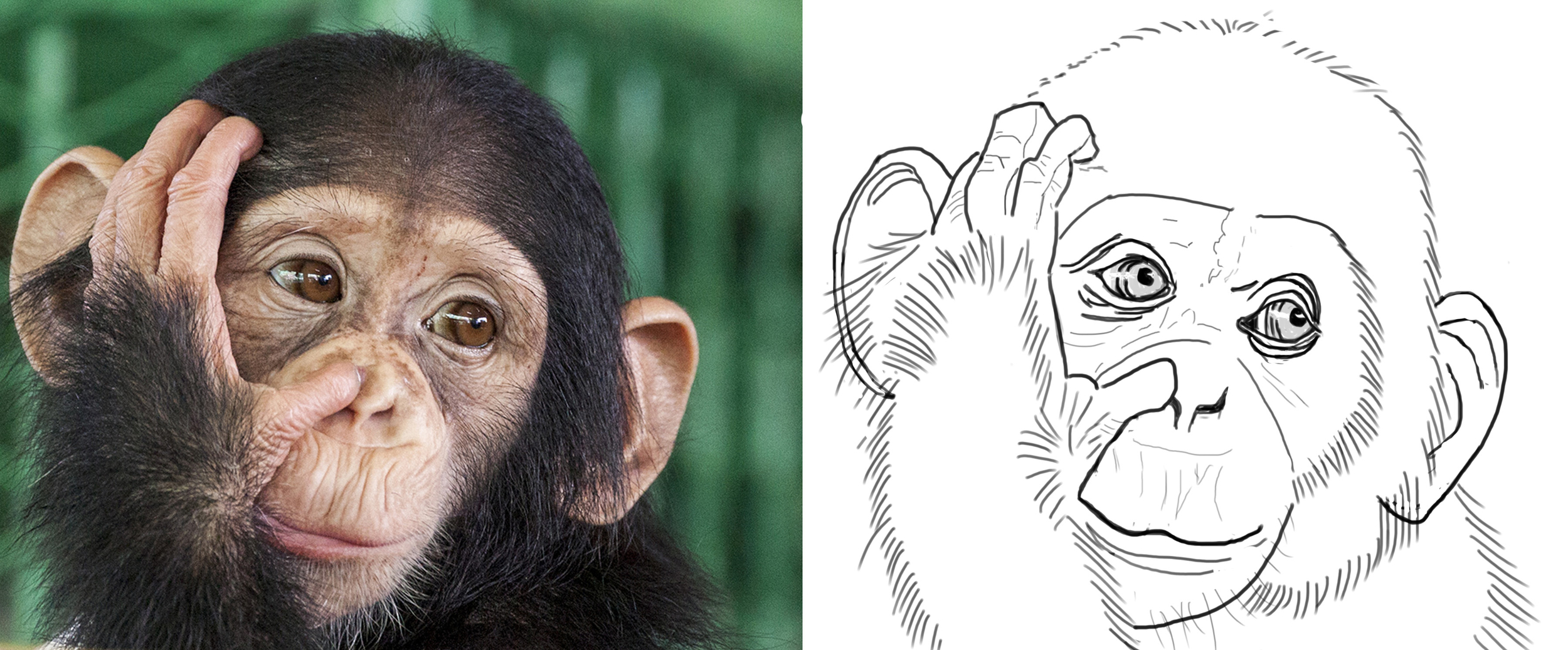 Chimpanzé correction.jpg
