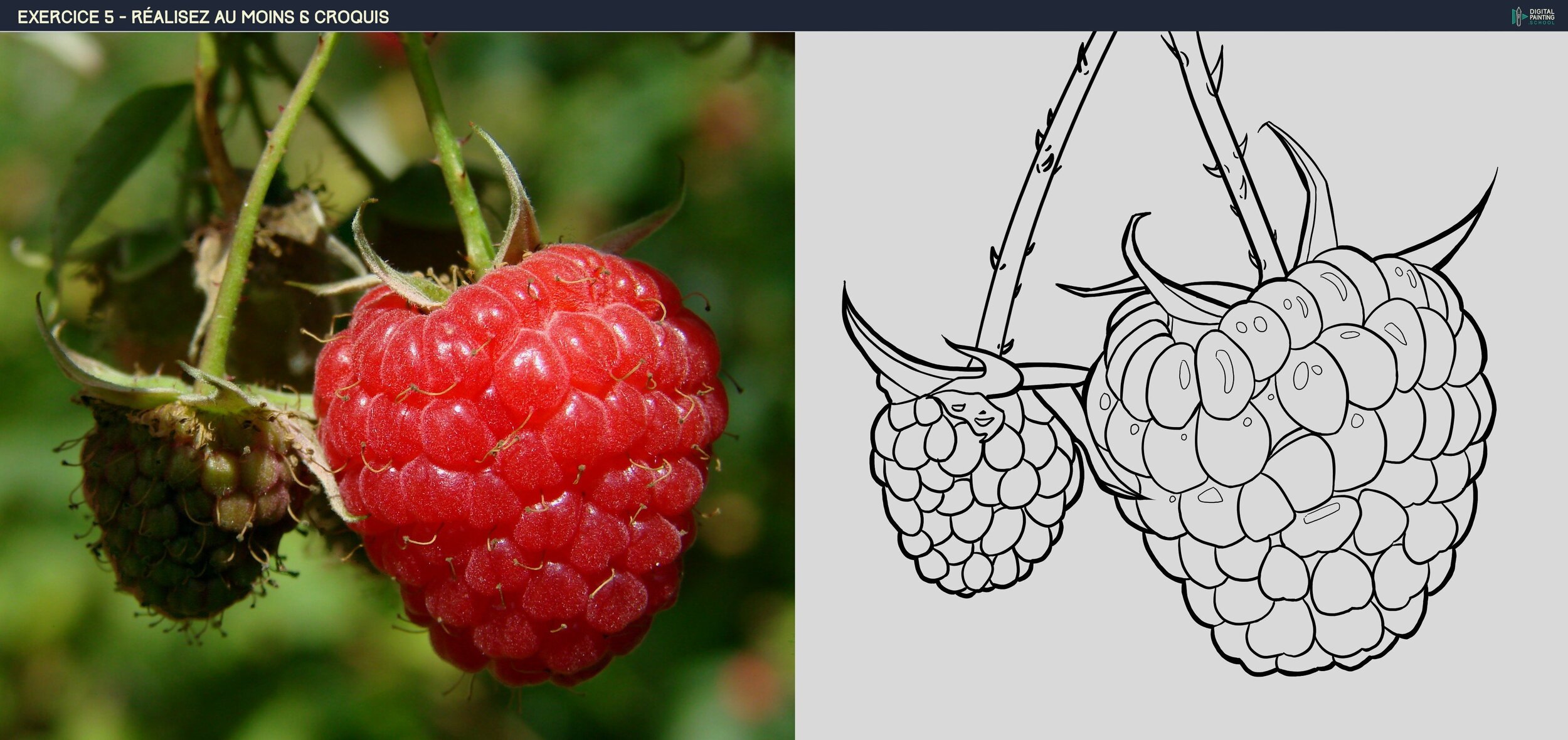 ex 5 fraise croquis.jpg
