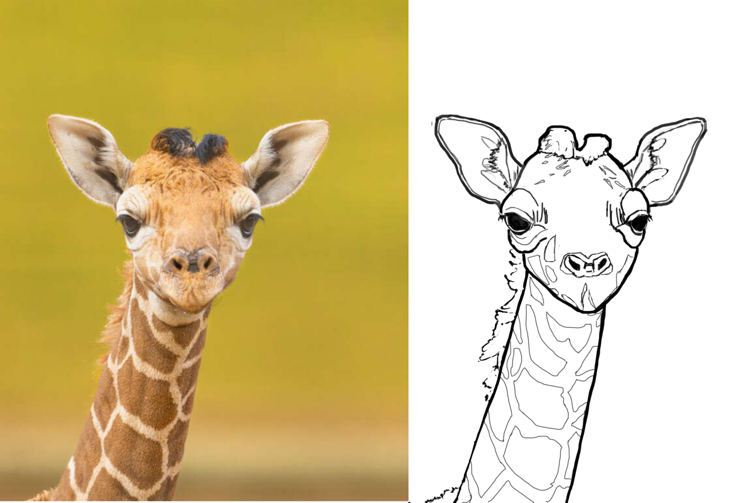 giraffe.png